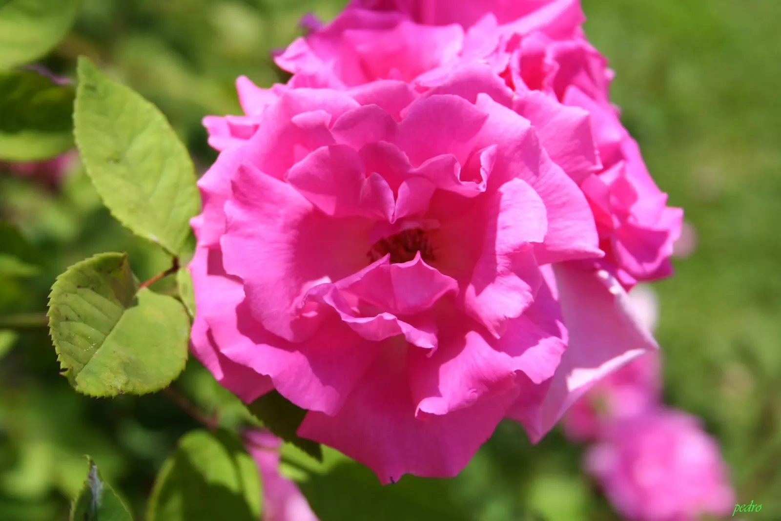 Zephirine Drouhin' Climbing Rose (Rosa 'Zephirine Drouhin') — Full sun encourages optimal performance