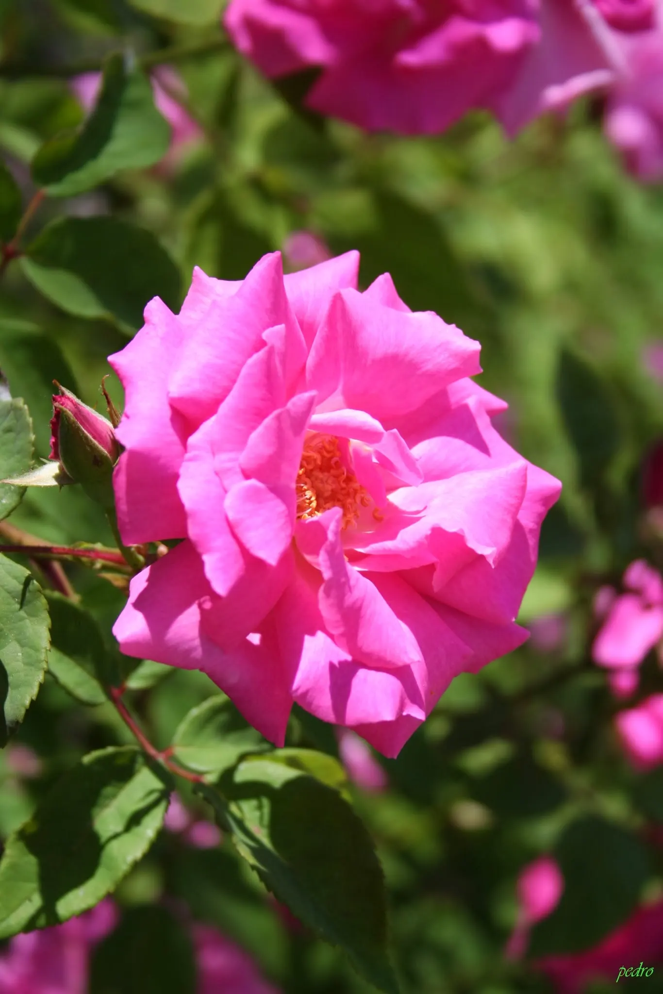 Zephirine Drouhin' Climbing Rose (Rosa 'Zephirine Drouhin') — offering versatility in garden design