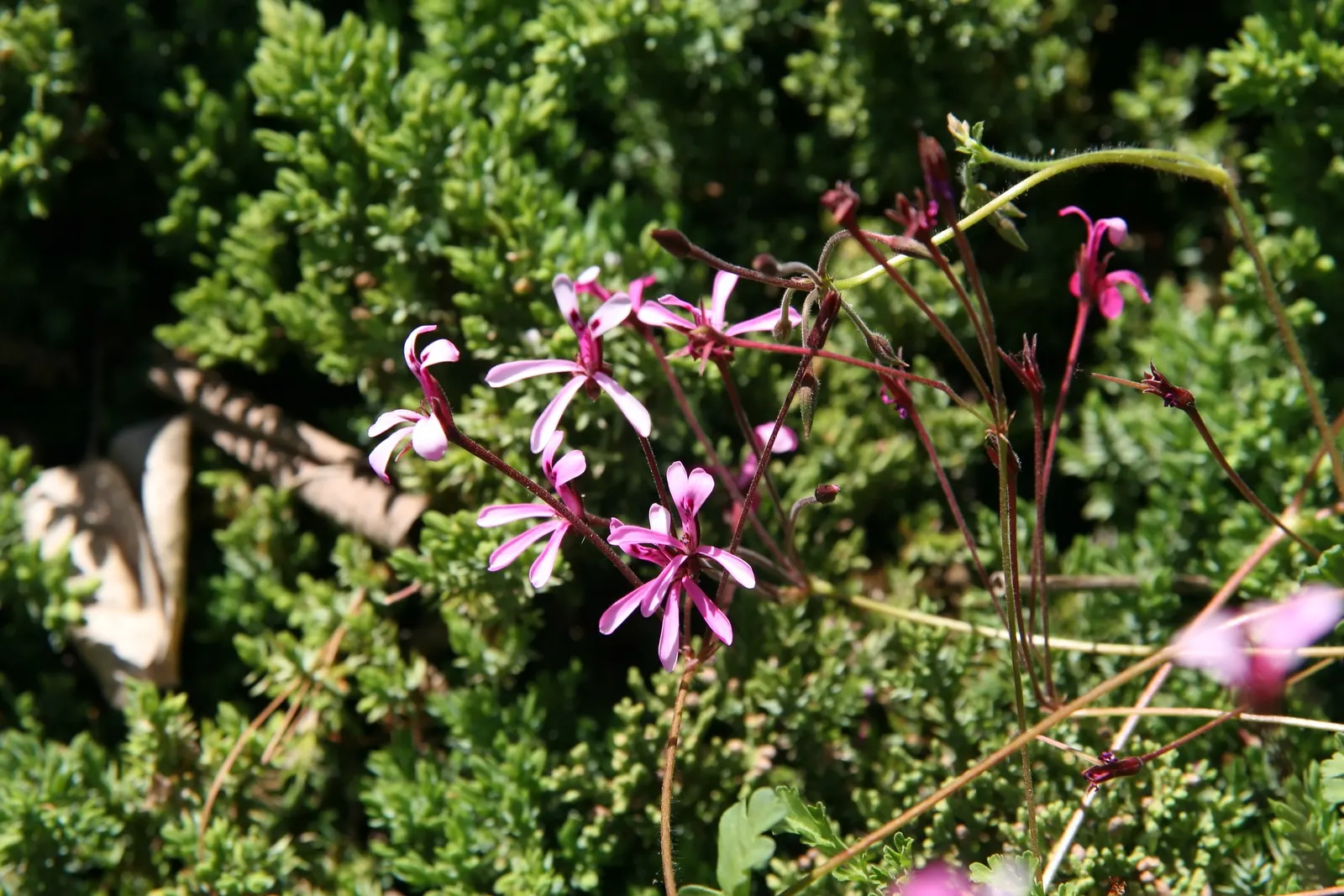 Pink Spice Geranium (Pelargonium Ionidiflorum) — Preferring full sun to partial shade