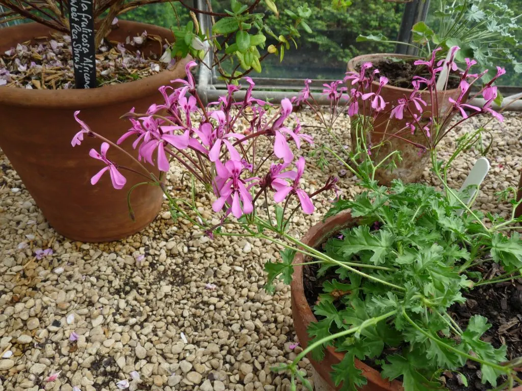 Pink Spice Geranium (Pelargonium Ionidiflorum) — it thrives in well-drained soil and requires minimal water once established