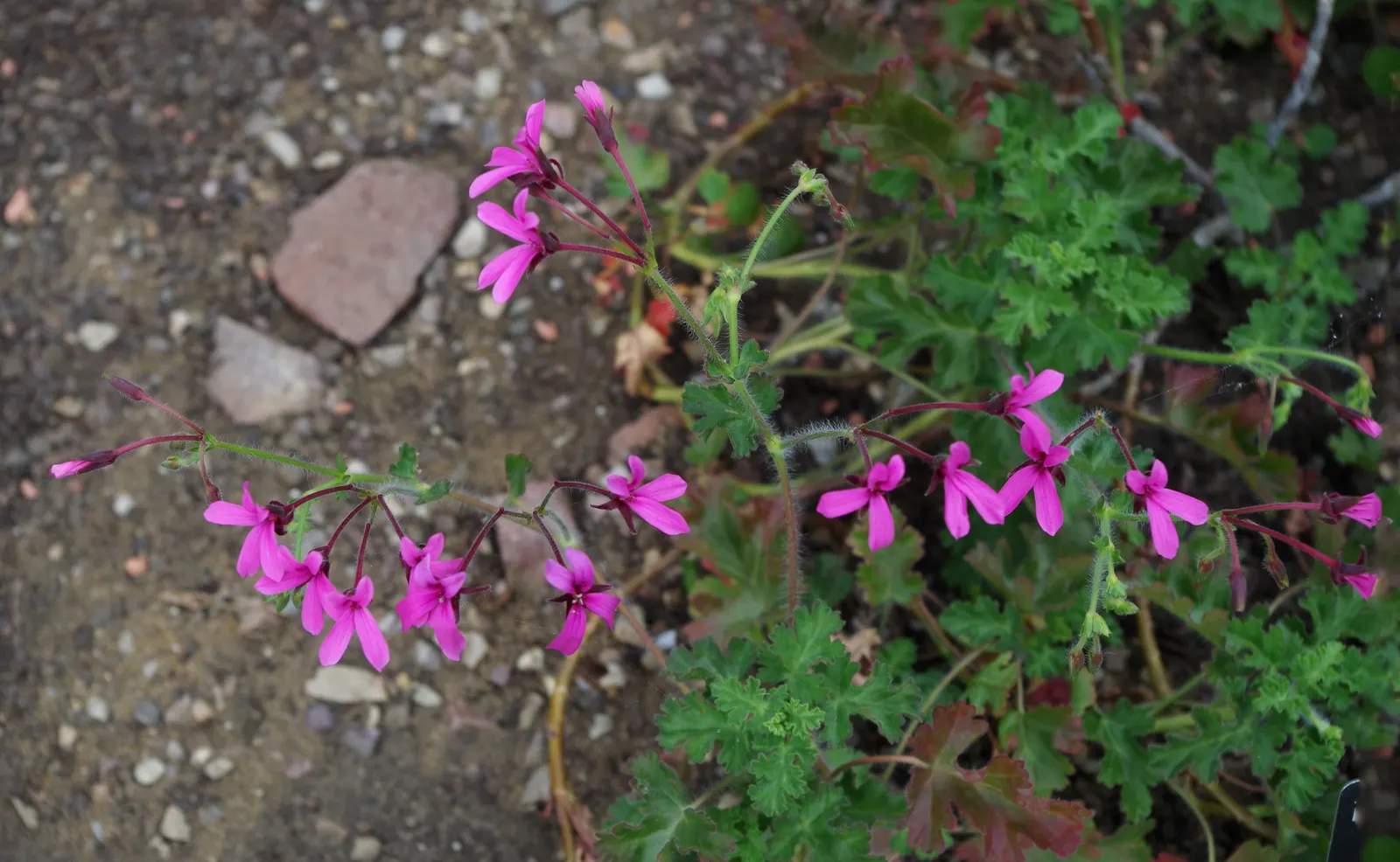 Pink Spice Geranium (Pelargonium Ionidiflorum) — The Pink Spice Geranium (Pelargonium ionidiflorum) is a charming yet robust perennial