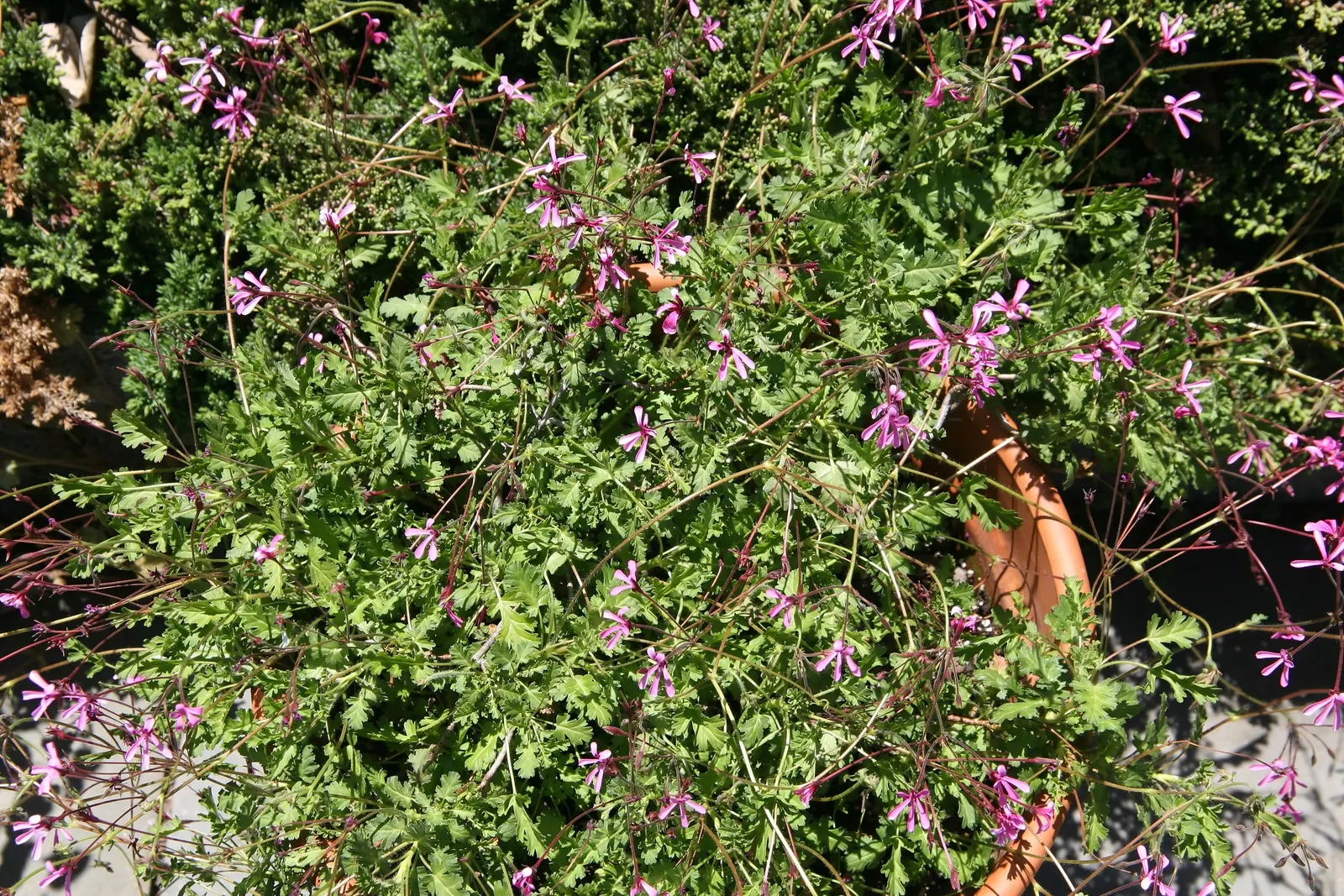 Pink Spice Geranium (Pelargonium Ionidiflorum) — It features a low, mounding habit, reaching up to 12 inches tall and spreading 18 inches wide
