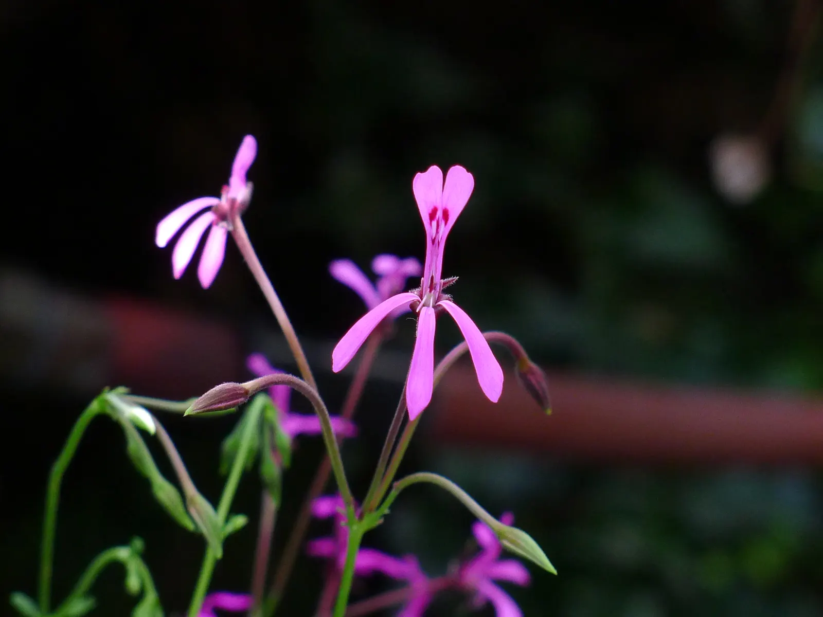 Pink Spice Geranium (Pelargonium Ionidiflorum) — Ideal for borders and fragrant gardens