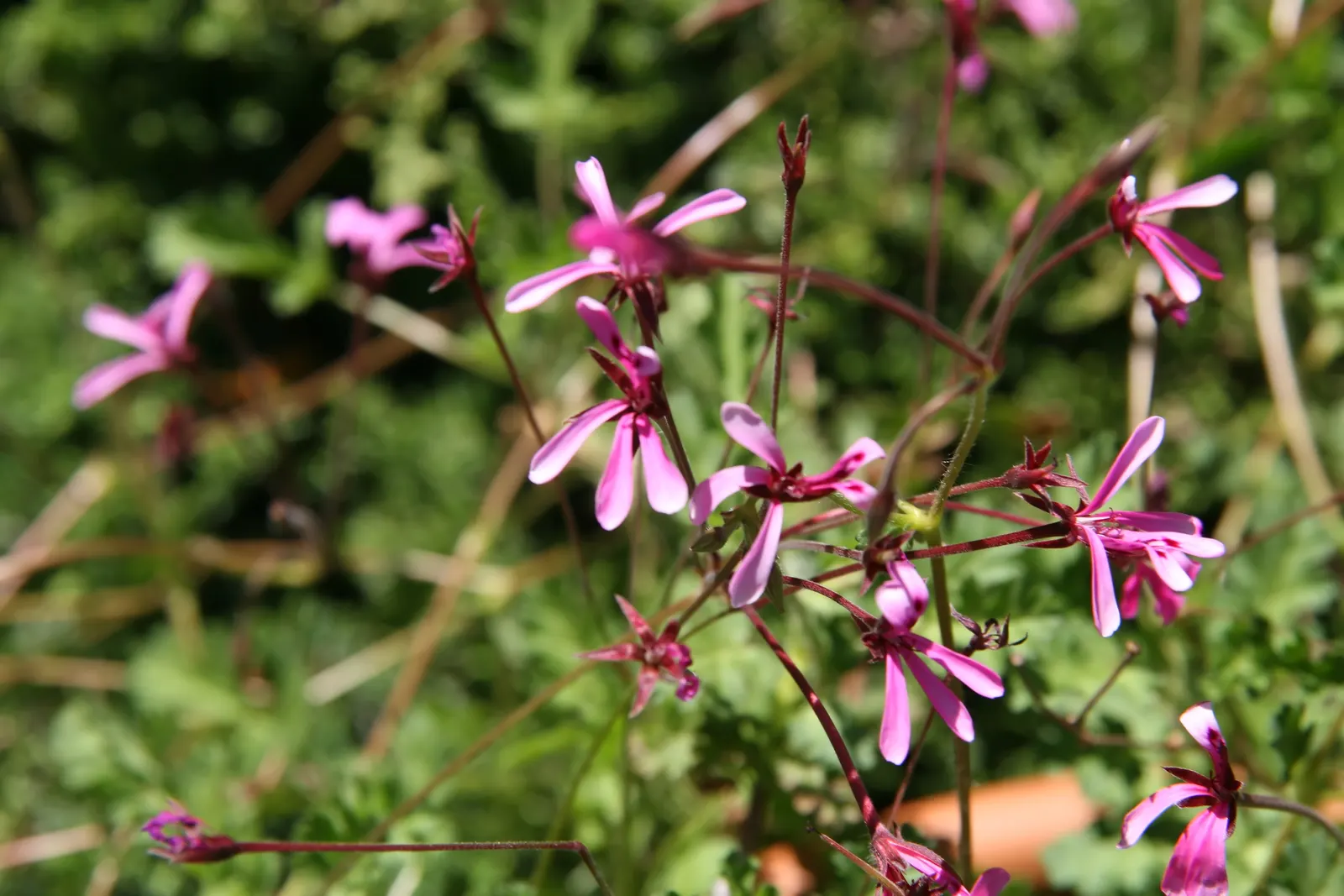 Pink Spice Geranium (Pelargonium Ionidiflorum) — The Pink Spice Geranium (Pelargonium ionidiflorum) is a charming evergreen perennial
