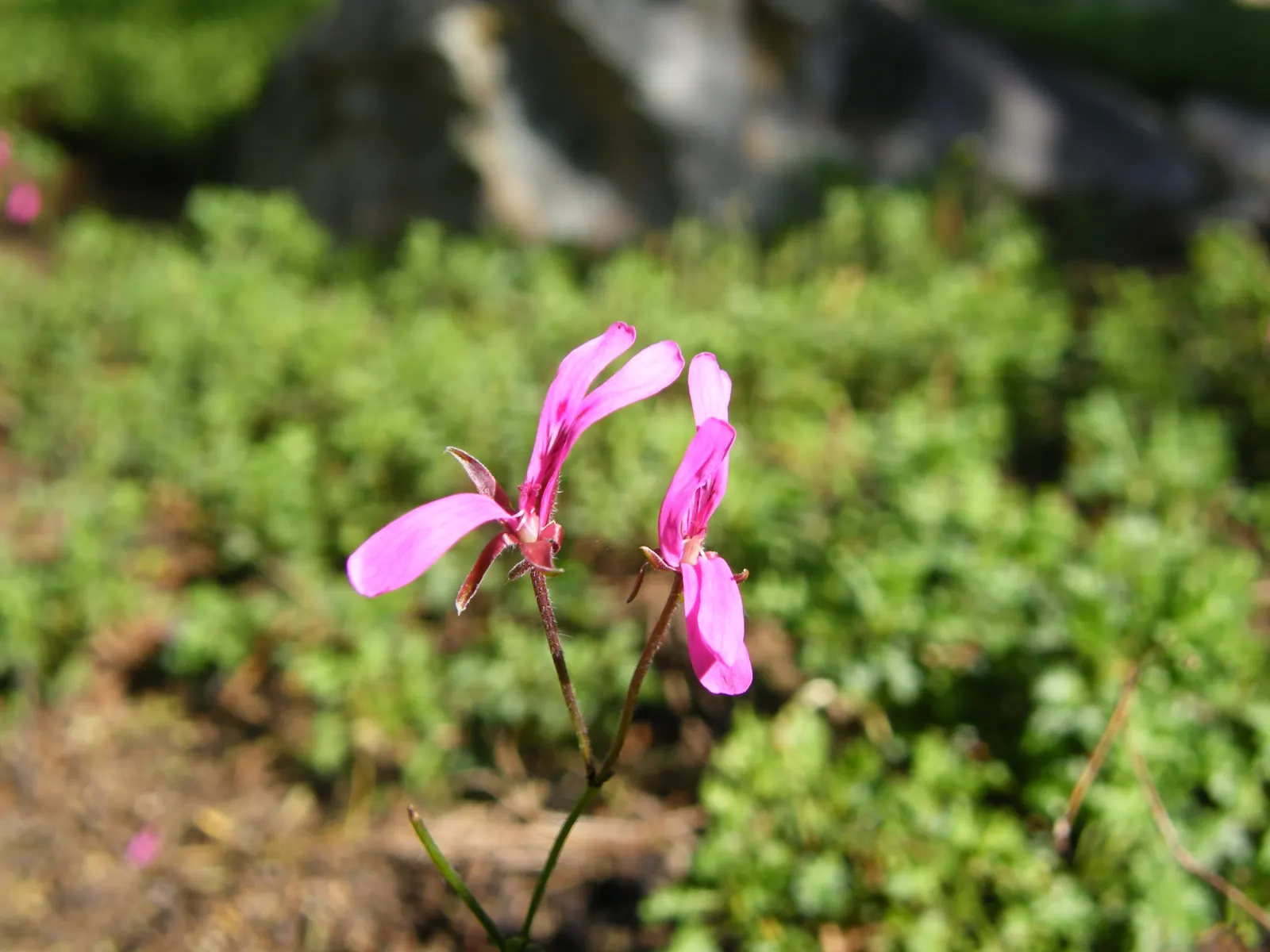 Pink Spice Geranium (Pelargonium Ionidiflorum) — Velvety leaves emit a pleasant, spicy aroma, complemented by delicate pink flowers with striking darker veins