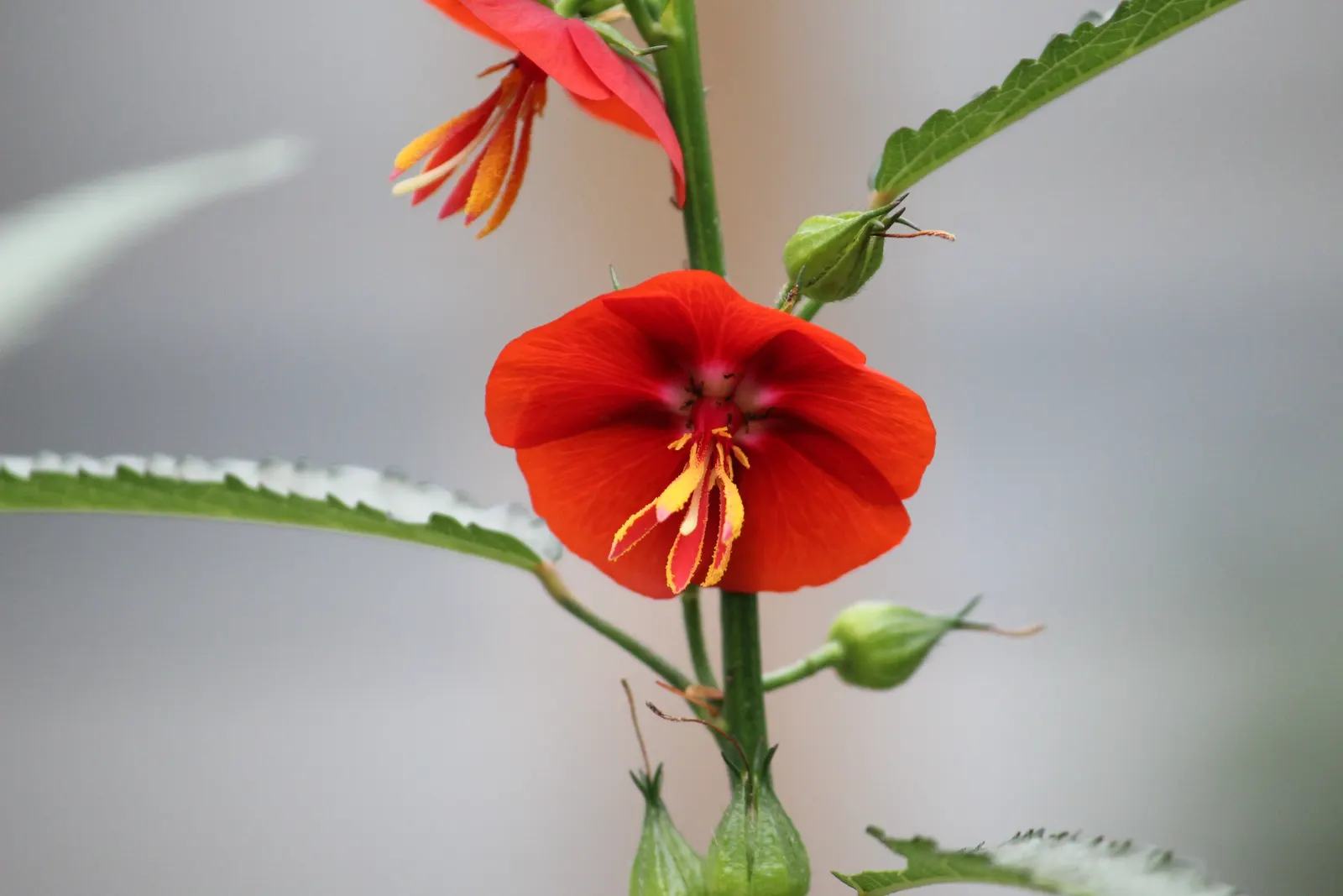 Red Mallow (Pavonia Missionum) — the Red Mallow thrives in full sun to partial shade and prefers well-drained soil; while it is drought-tolerant once