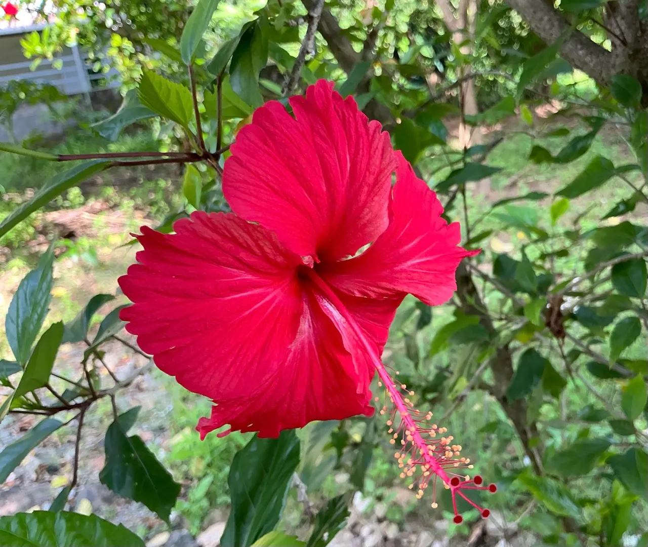Red Mallow (Pavonia Missionum) — shrub with red blooms