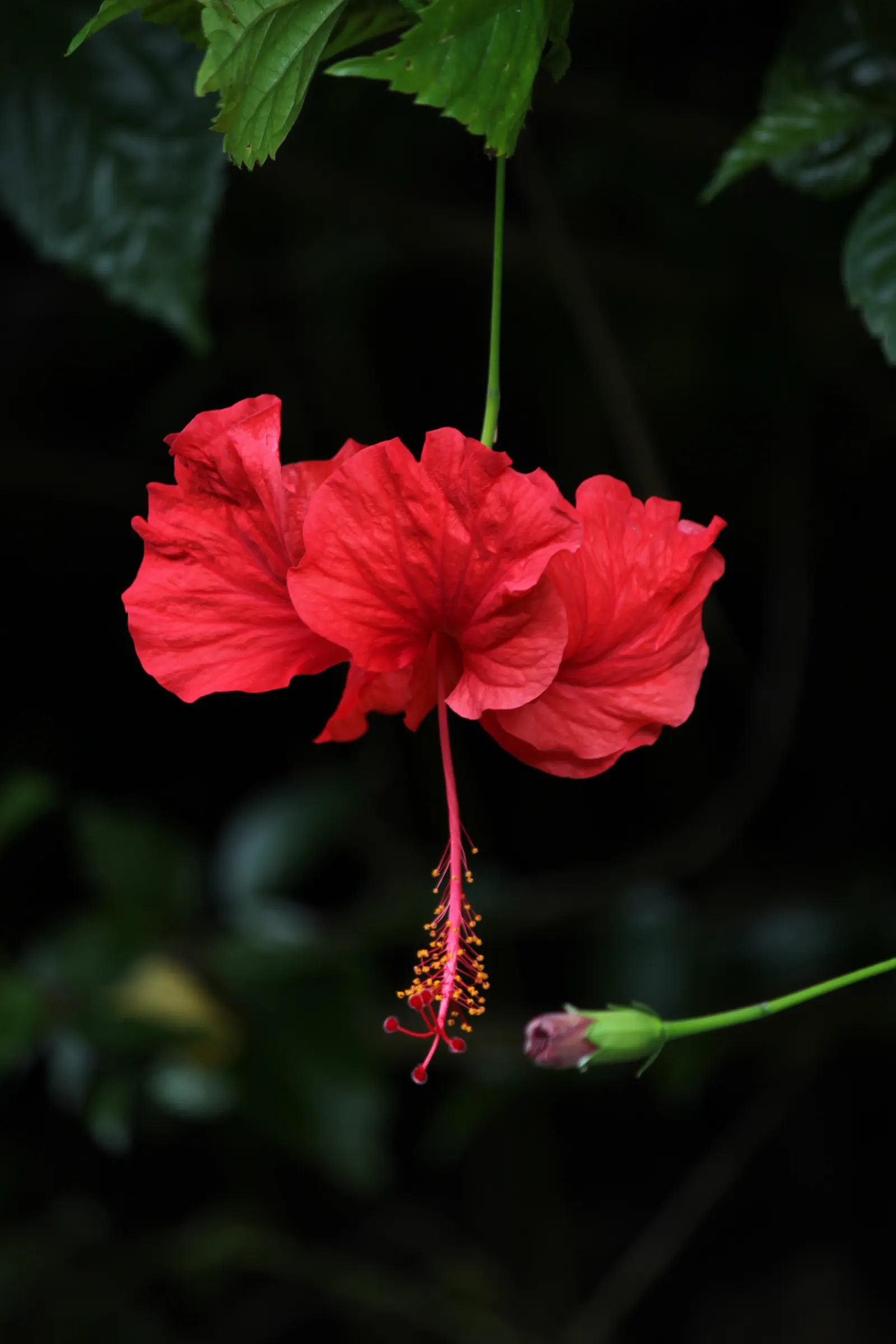 Red Mallow (Pavonia Missionum) — is a vibrant and attractive flowering plant that serves as an exceptional accent in any landscape design; renowned for its