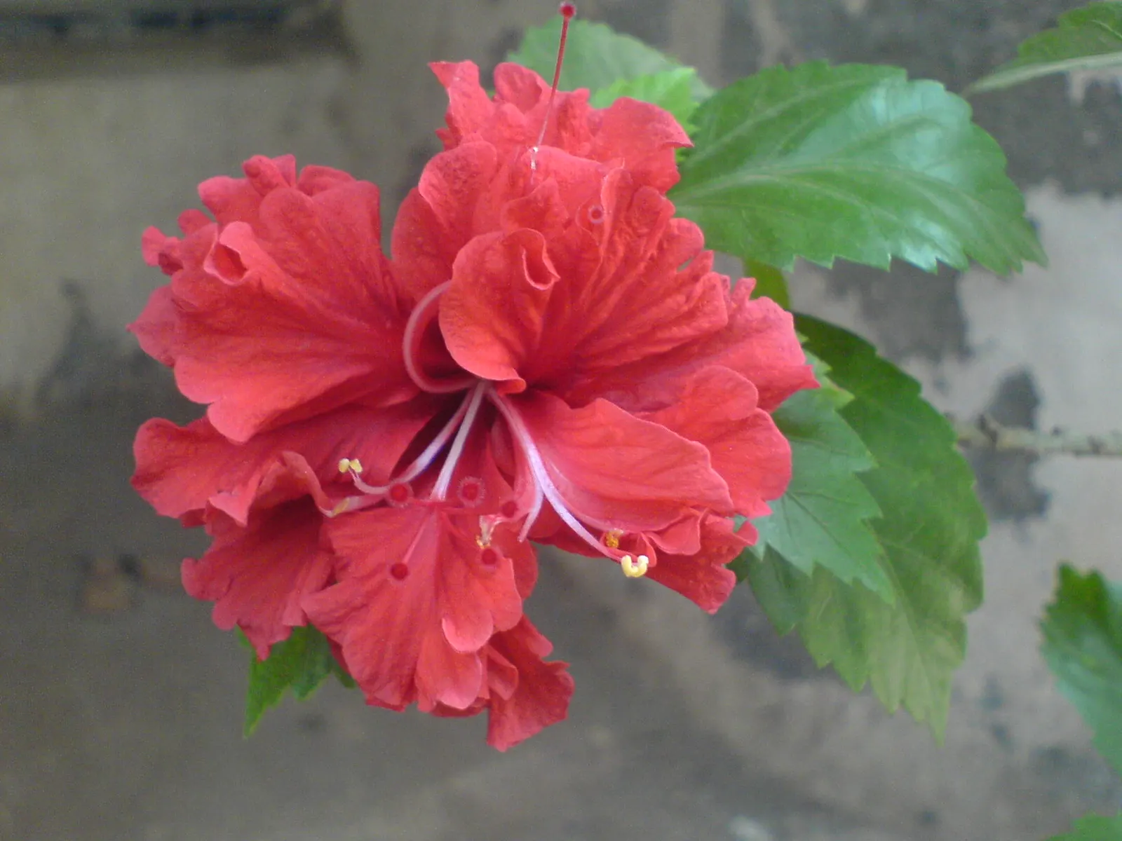 Red Mallow (Pavonia Missionum) — The flowers are set against a backdrop of dark green; it requires well-draining soil and moderate watering