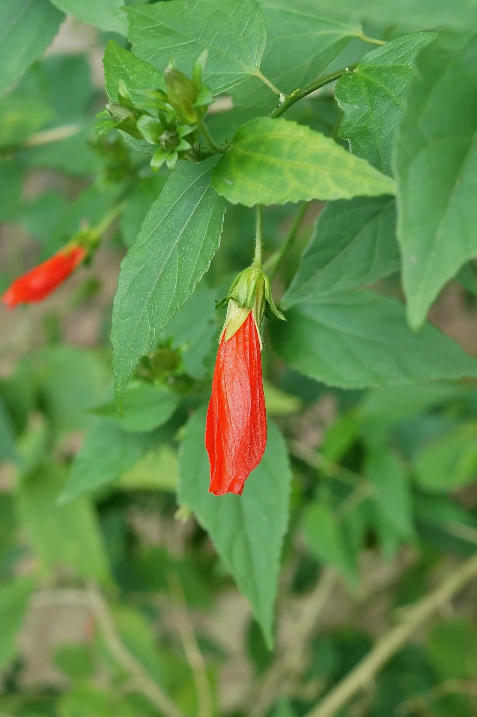 Red Mallow (Pavonia Missionum) — bloom profusely from early summer until the first frost