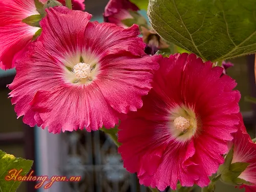 Red Mallow (Pavonia Missionum) — or as a standalone specimen