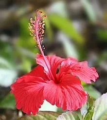 Red Mallow (Pavonia Missionum) — Renowned for its striking scarlet flowers and robust