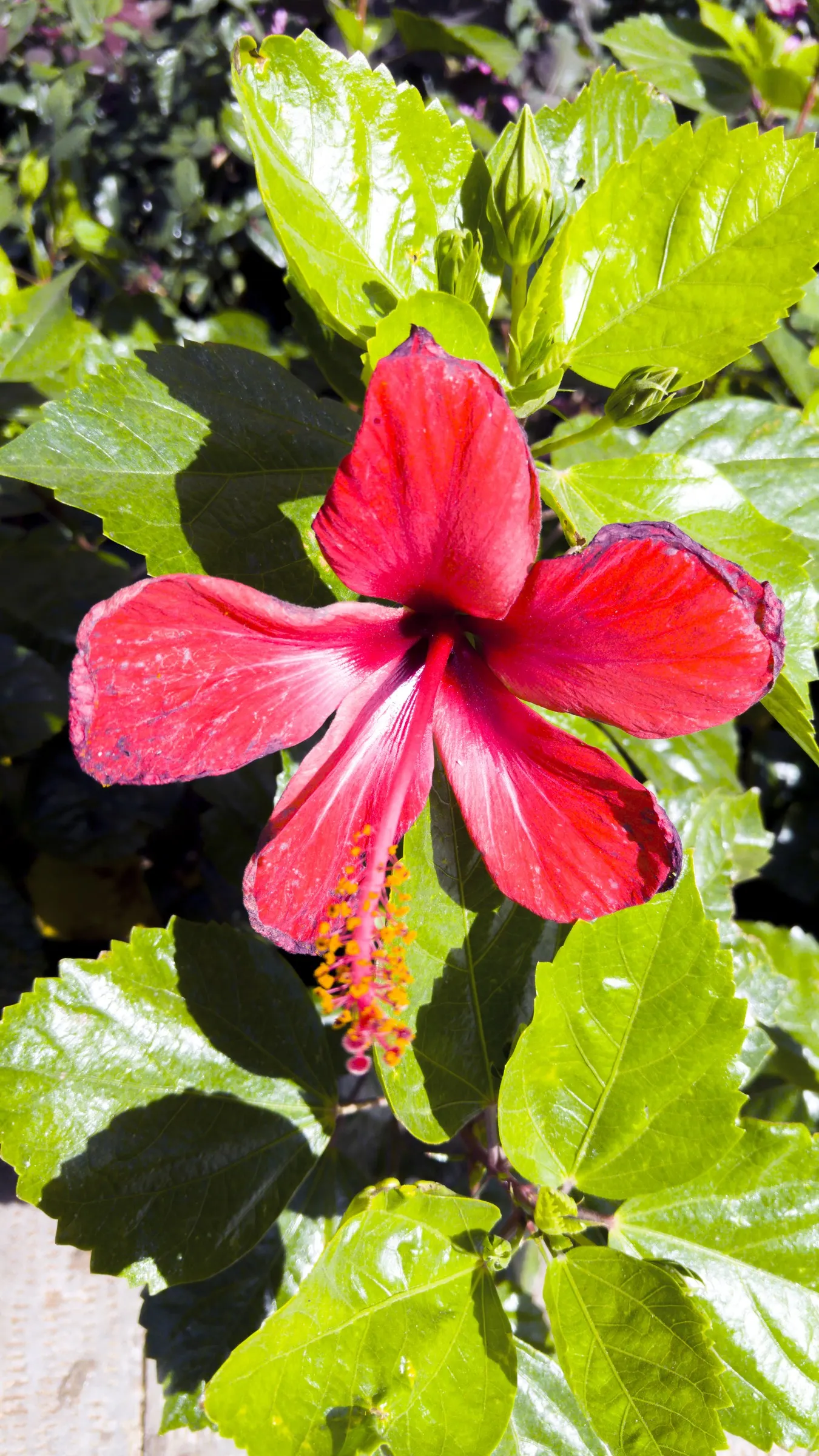 Red Mallow (Pavonia Missionum) — creating a dynamic and engaging outdoor space