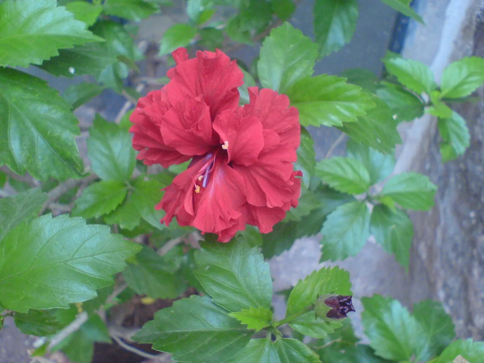 Red Mallow (Pavonia Missionum) — which further highlight their vivid hue.<br><br>Hardy in USDA zones 9 to 11; these eye-catching flowers