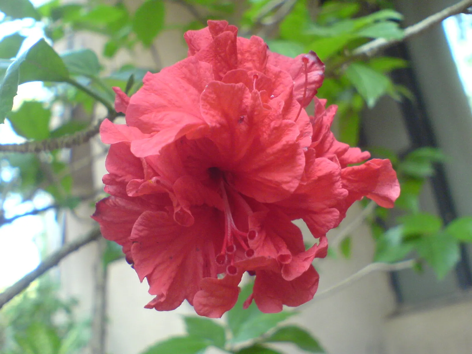 Red Mallow (Pavonia Missionum) — allowing it to fit comfortably within both spacious and more intimate garden settings.<br><br>The rich; bloom profusely from
