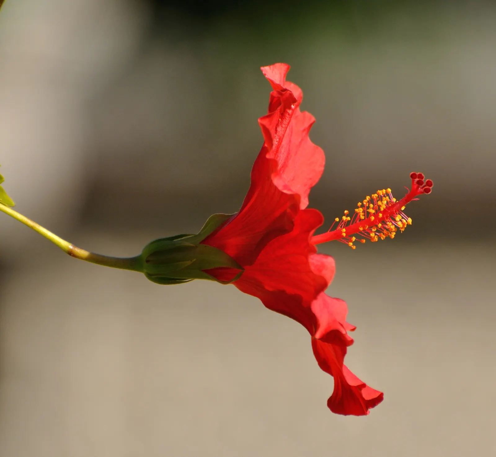 Red Mallow (Pavonia Missionum) — adding a pop of color to borders and focal areas; this perennial shrub typically reaches heights of 3 to 5 feet with a spread