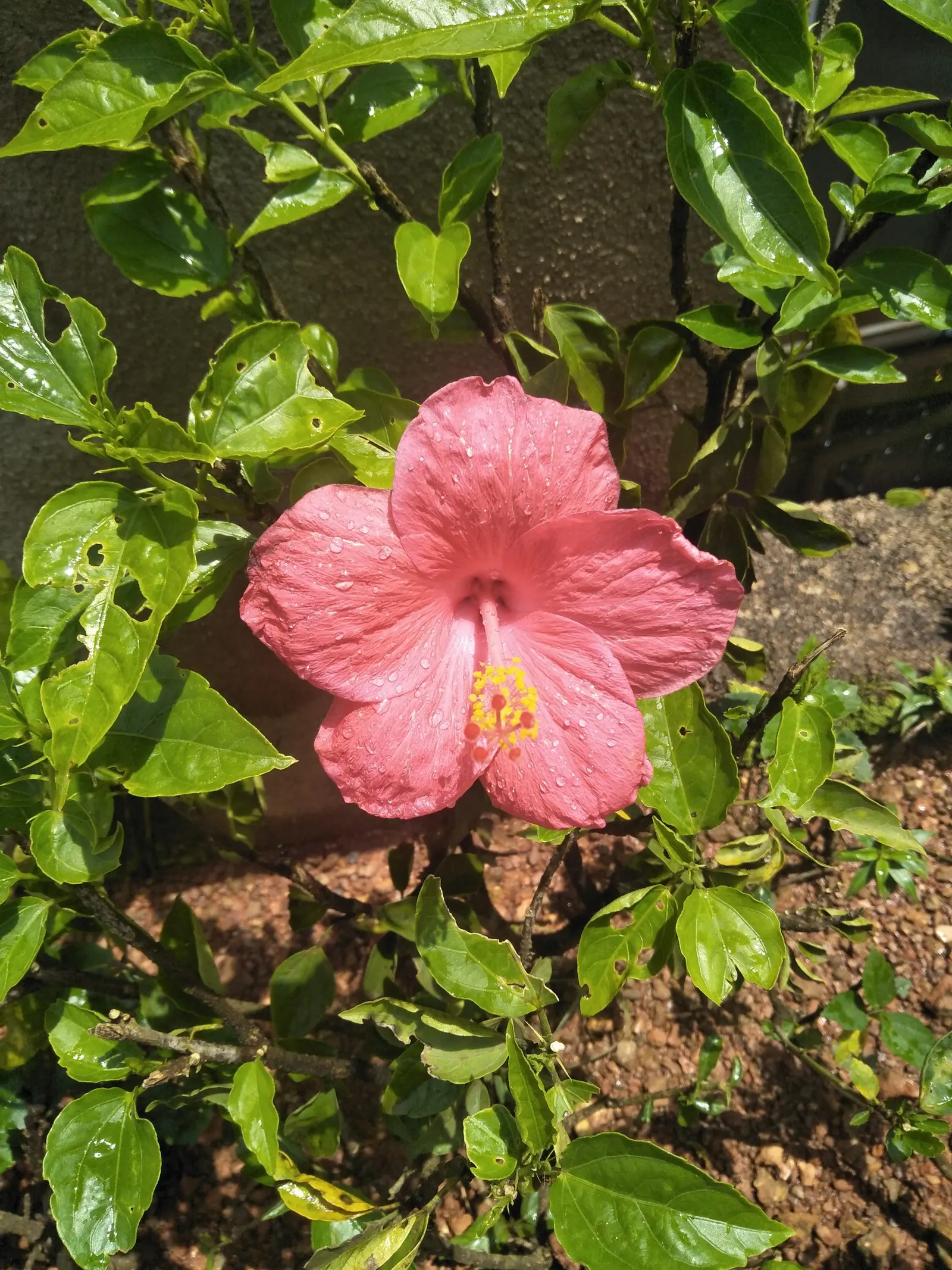 Red Mallow (Pavonia Missionum) — growing up to 2 inches in diameter; red Mallow (Pavonia missionum) is a vibrant, herbaceous perennial that thrives in full sun