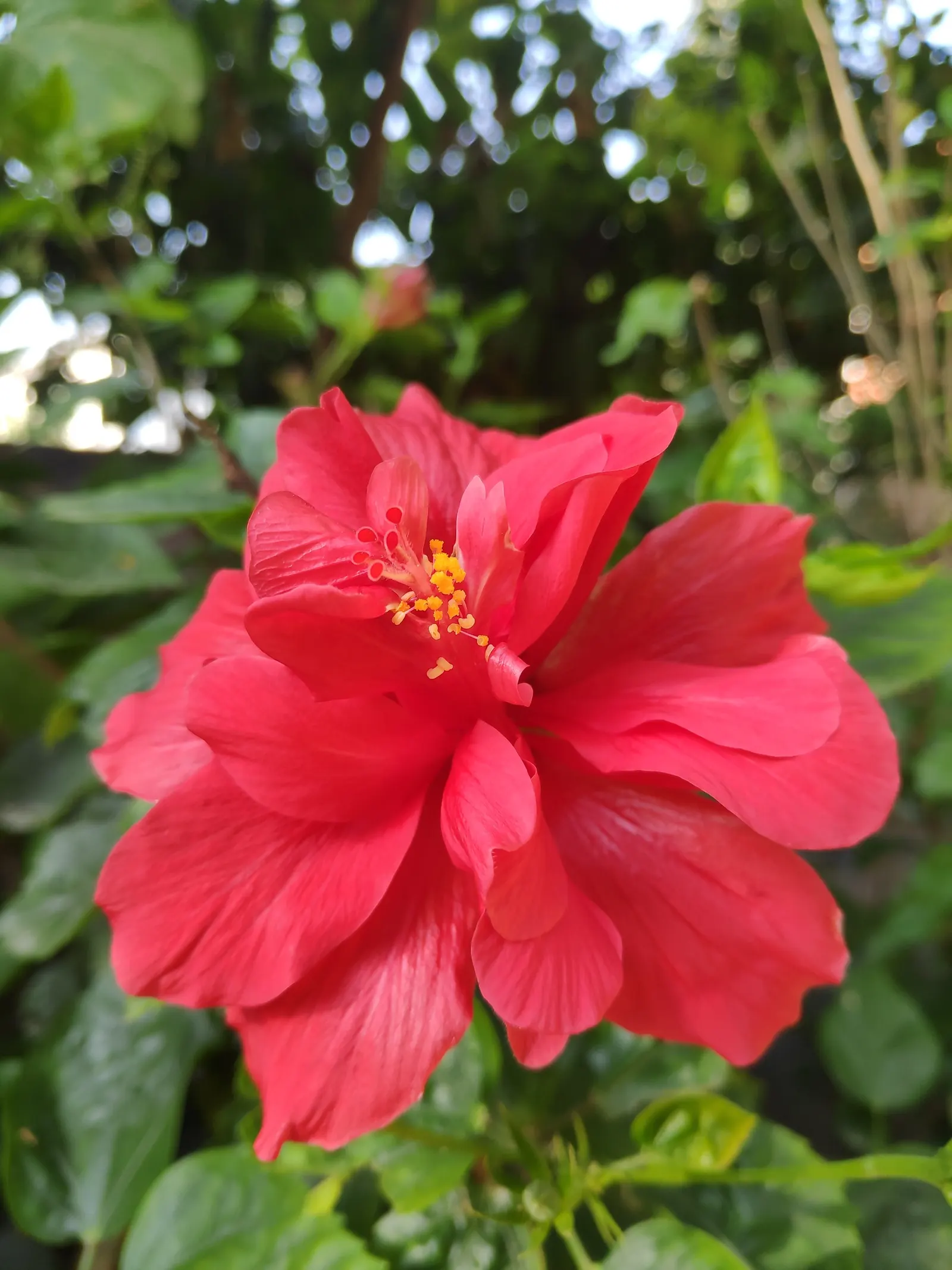 Red Mallow (Pavonia Missionum) — While it is drought-tolerant once established