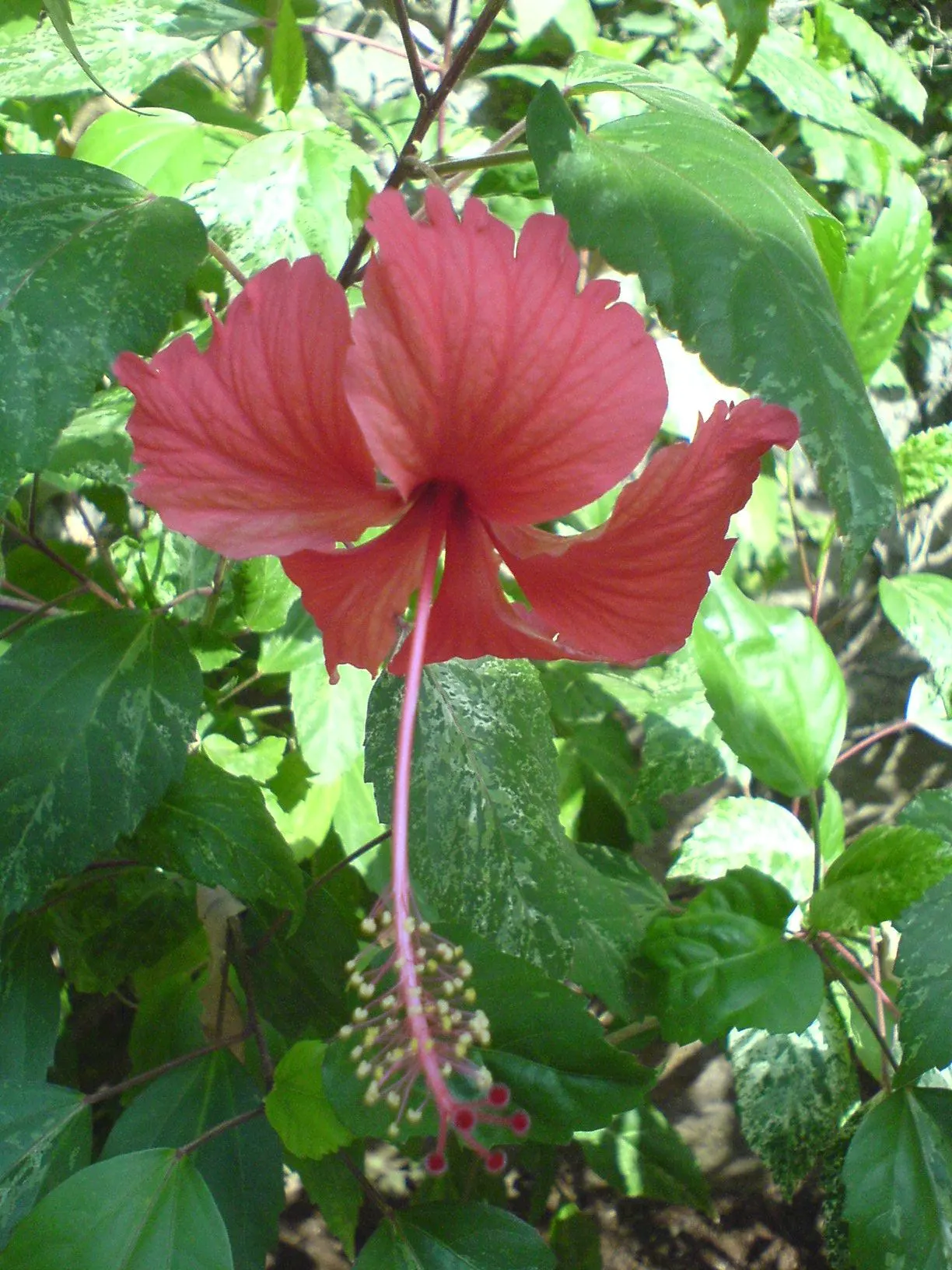 Red Mallow (Pavonia Missionum) — This perennial shrub typically reaches heights of 3 to 5 feet with a spread of 2 to 3 feet; is a vibrant and attractive