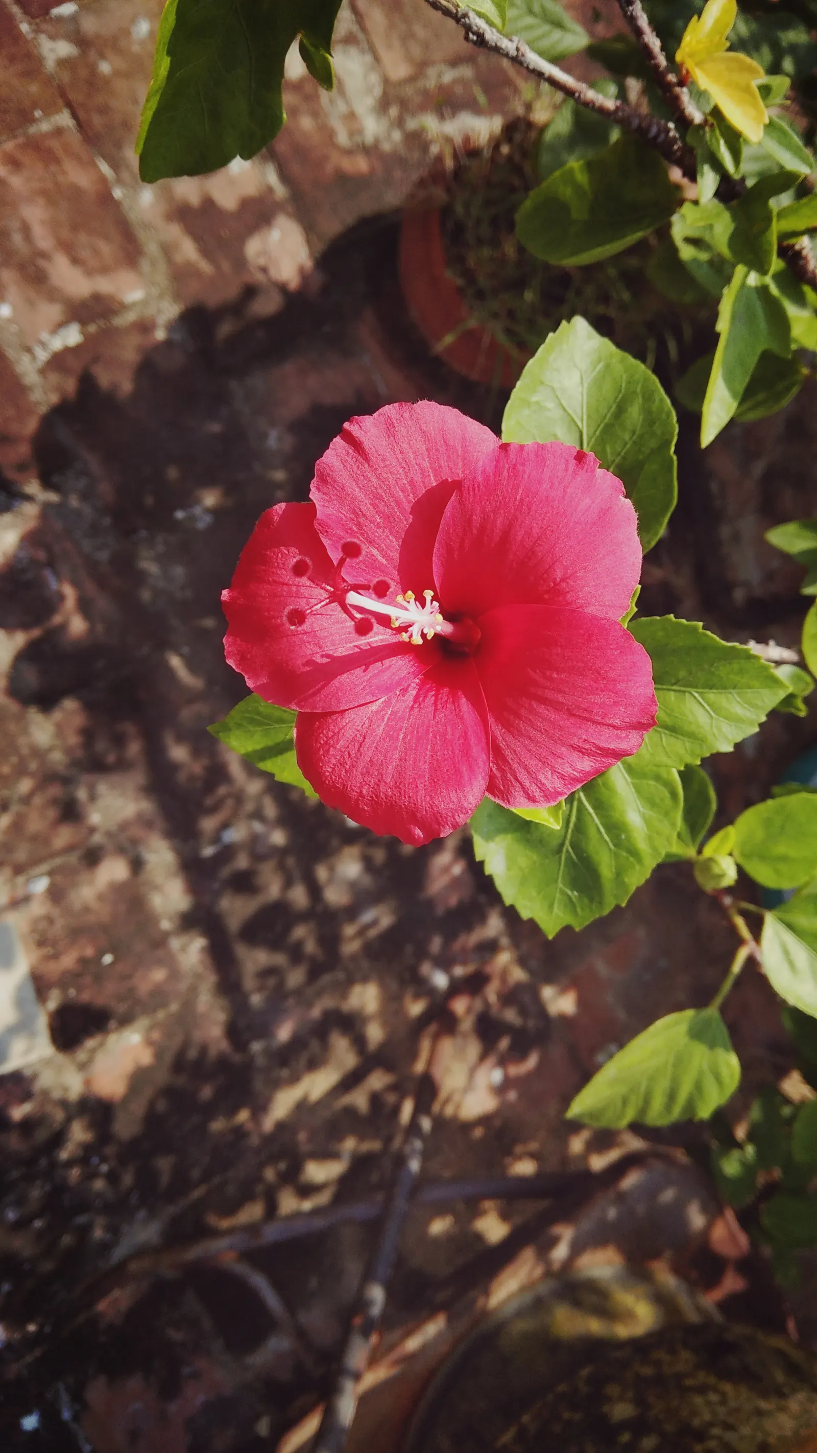 Red Mallow (Pavonia Missionum) — Red Mallow (Pavonia missionum) is a vibrant, herbaceous perennial that thrives in full sun to partial shade; ideal for