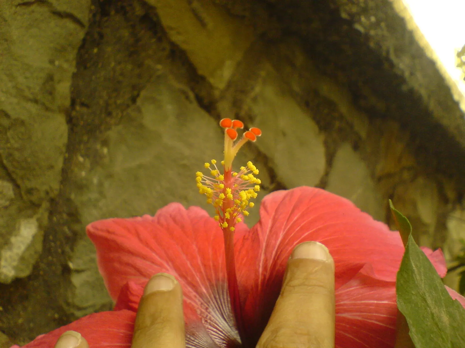 Red Mallow (Pavonia Missionum) — it blooms prolifically from late spring to early fall; this plant reaches up to 3-5 feet tall and spreads approximately 2-3