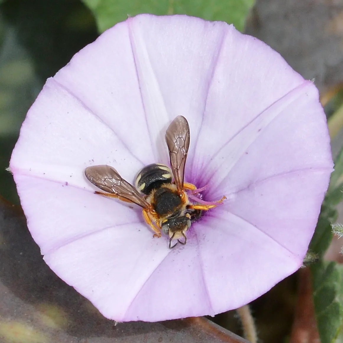 Red Mallow (Pavonia Missionum) — growing up to 2 inches in diameter