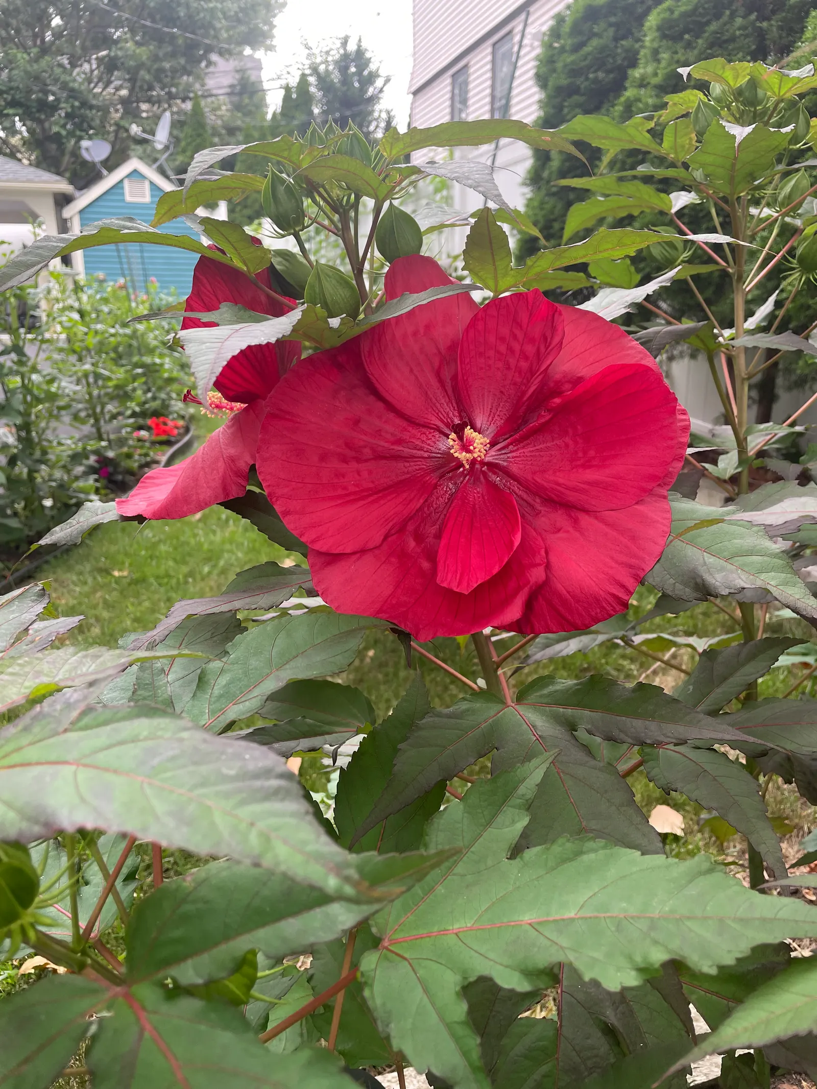 Red Mallow (Pavonia Missionum) — This perennial shrub typically reaches heights of 3 to 5 feet with a spread of 2 to 3 feet