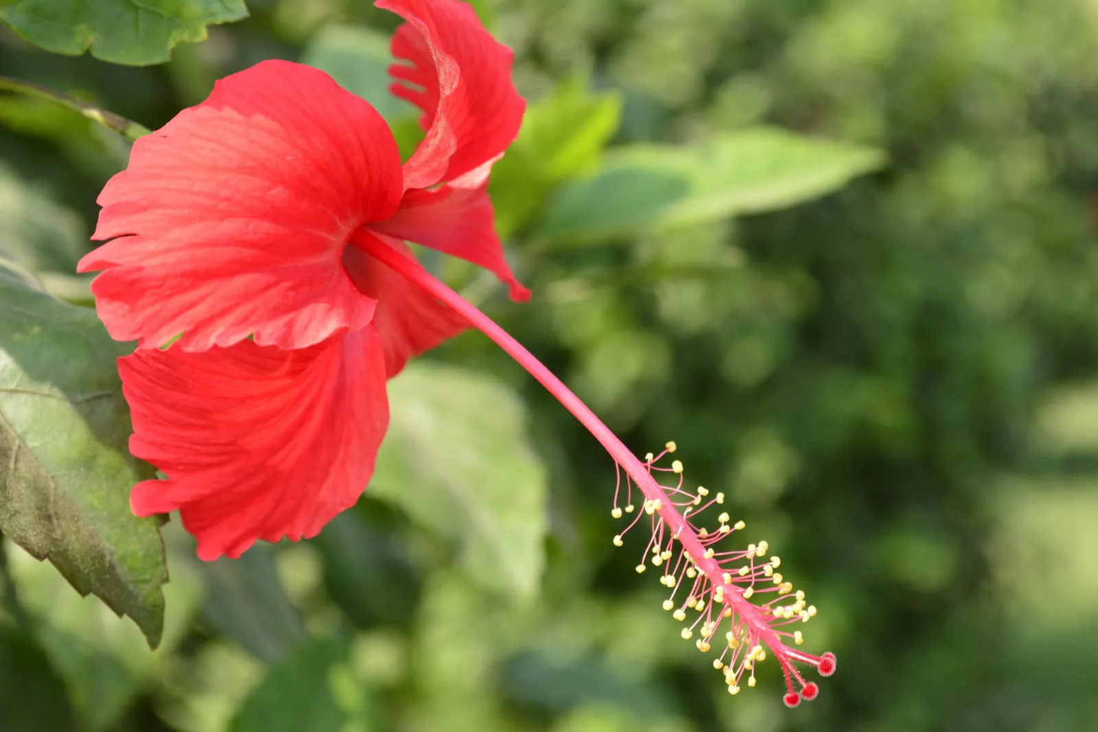 Red Mallow (Pavonia Missionum) — It requires well-draining soil and moderate watering; offering a long-lasting display of color