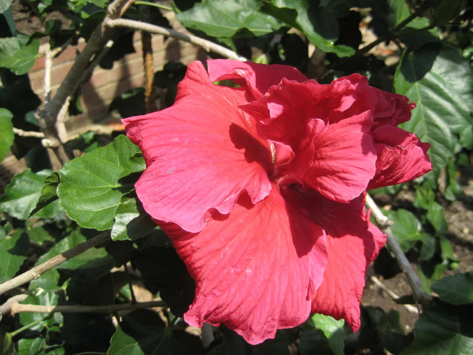 Red Mallow (Pavonia Missionum) — Ideal for attracting pollinators