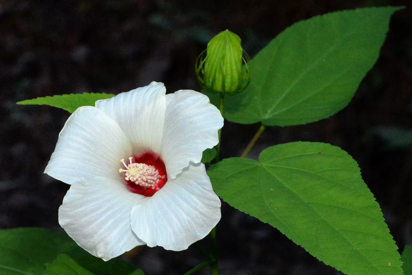 Red Mallow (Pavonia Missionum) — These eye-catching flowers