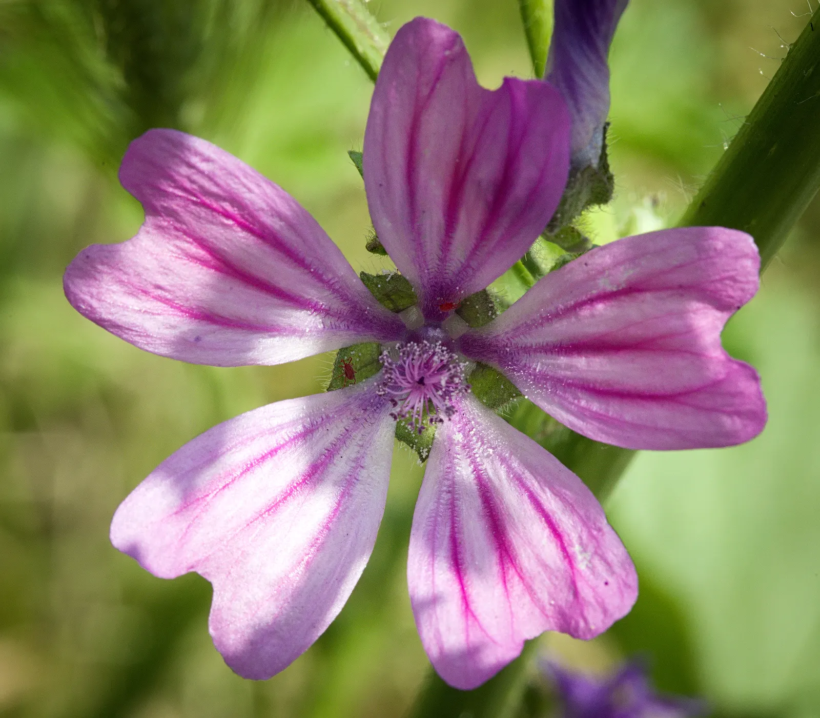 Red Mallow (Pavonia Missionum) — red flowers in the garden