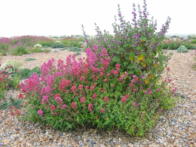 Red Mallow (Pavonia Missionum) — bright red blossoms of the Red Mallow are its standout feature