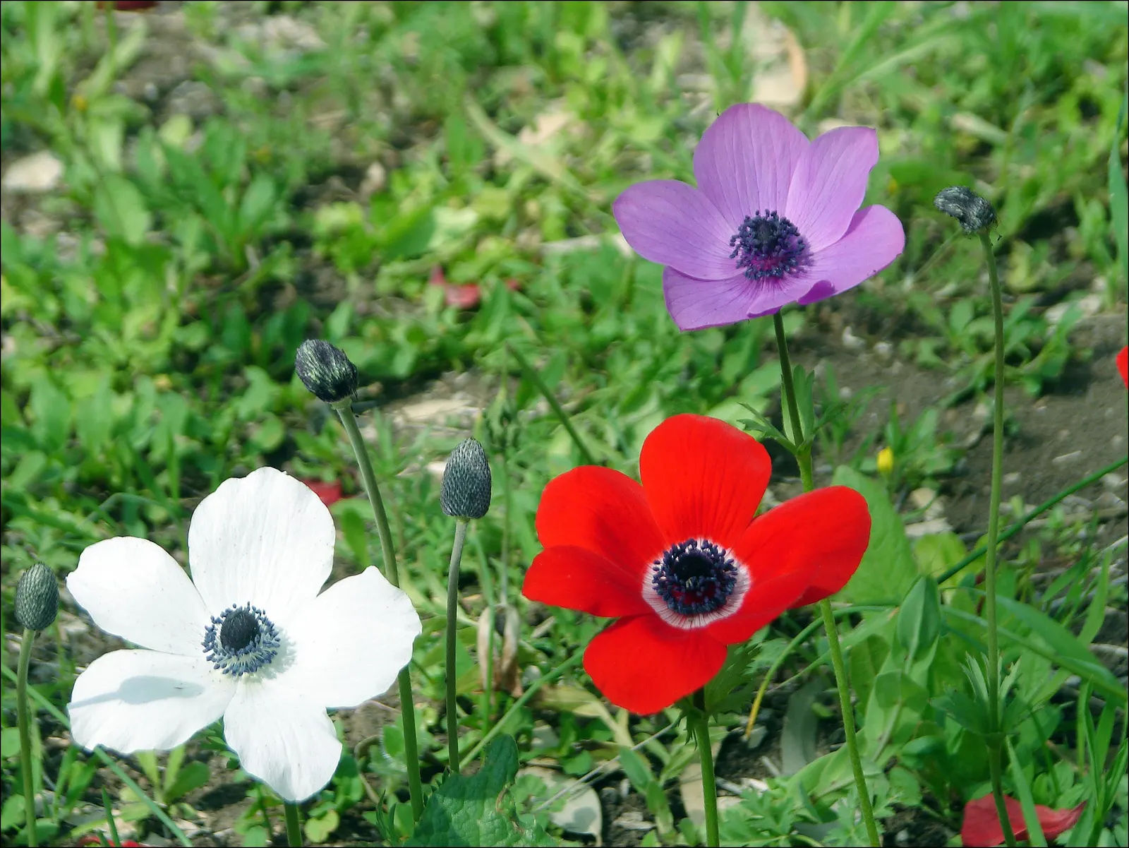 Red Mallow (Pavonia Missionum) — is a vibrant and attractive flowering plant that serves as an exceptional accent in any landscape design