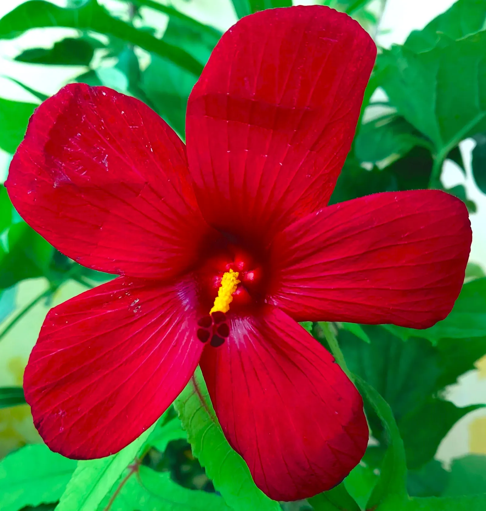 Red Mallow (Pavonia Missionum) — adding a pop of color to borders and focal areas