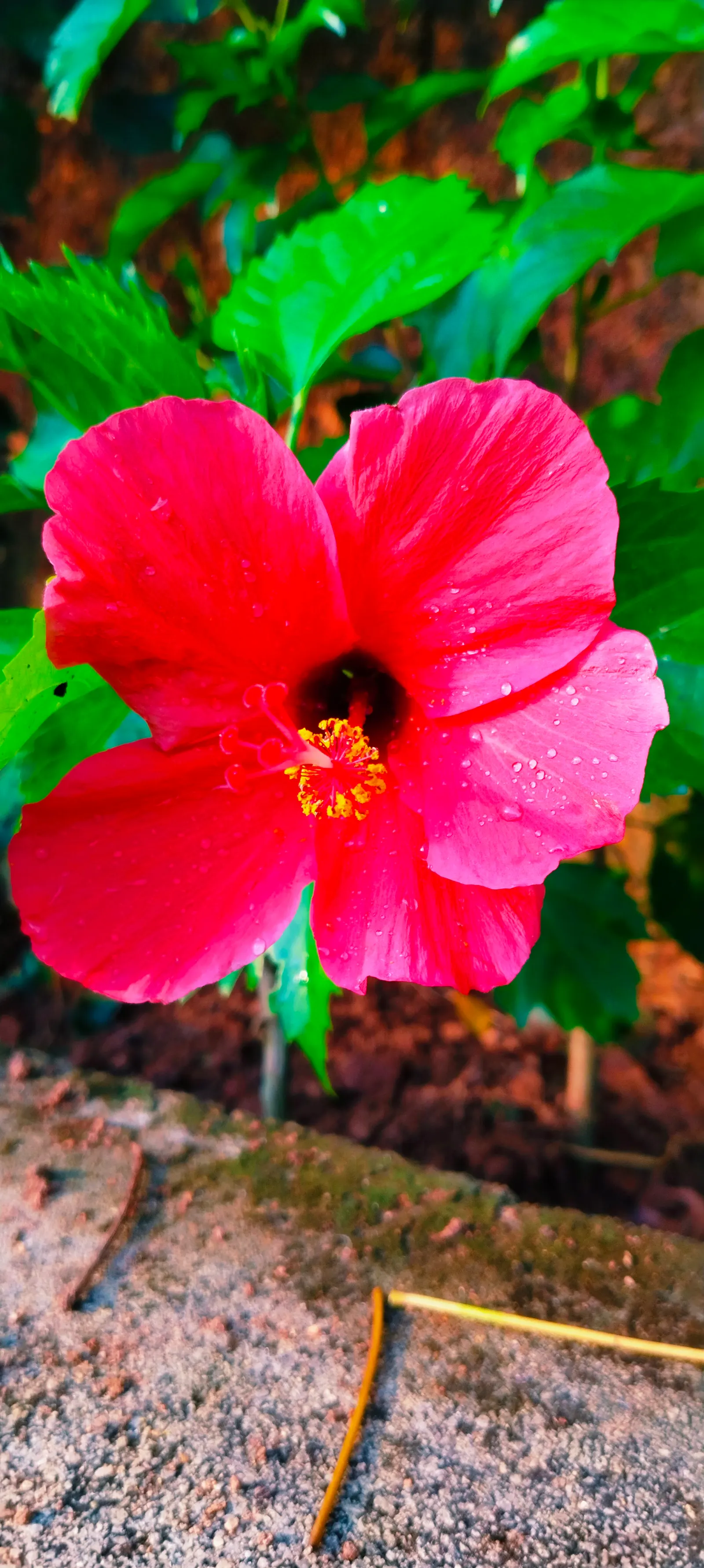 Red Mallow (Pavonia Missionum) — consistent watering during prolonged dry spells will ensure the best floral performance; adding a pop of color to borders and