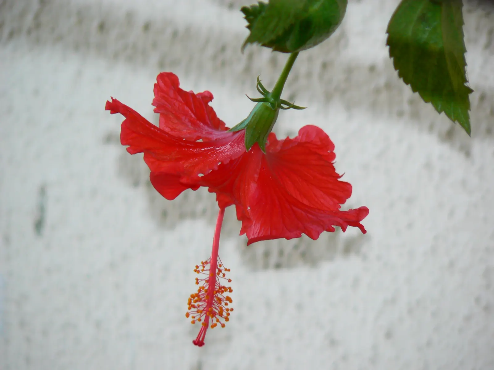 Red Mallow (Pavonia Missionum) — consistent watering during prolonged dry spells will ensure the best floral performance