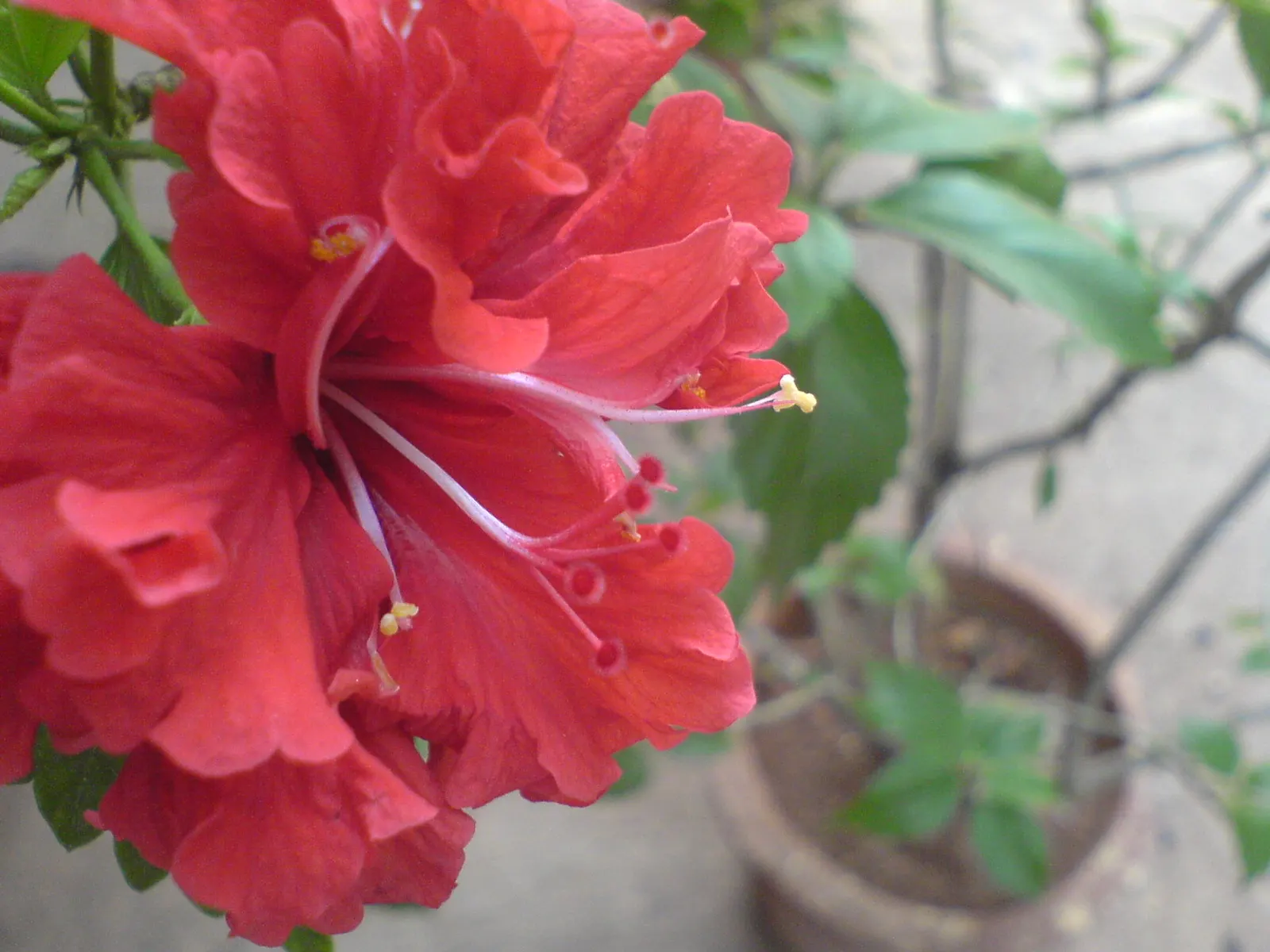 Red Mallow (Pavonia Missionum) — the Red Mallow thrives in full sun to partial shade and prefers well-drained soil
