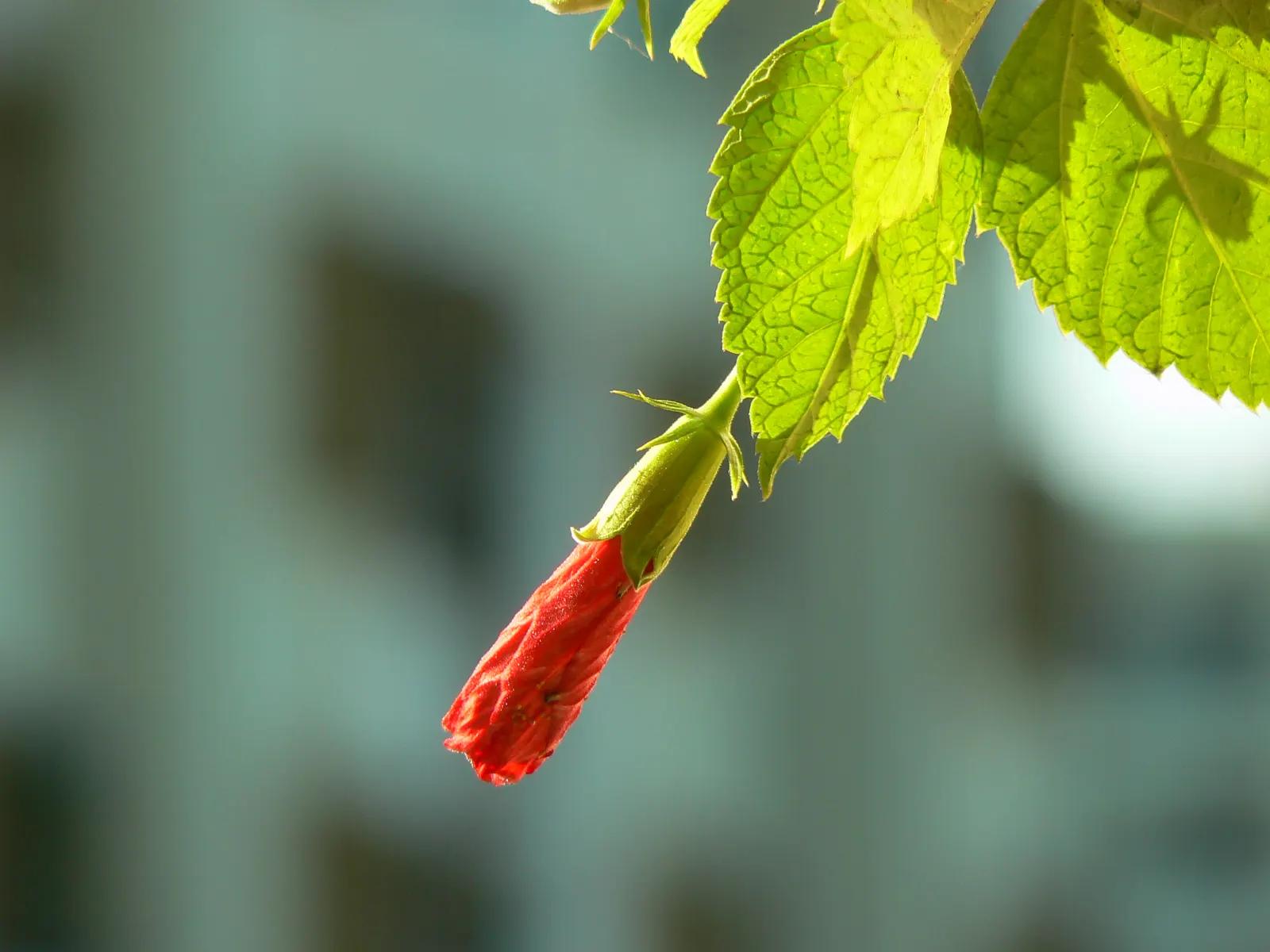 Red Mallow (Pavonia Missionum) — bright red blossoms of the Red Mallow are its standout feature; regular pruning can encourage bushier growth and enhance the
