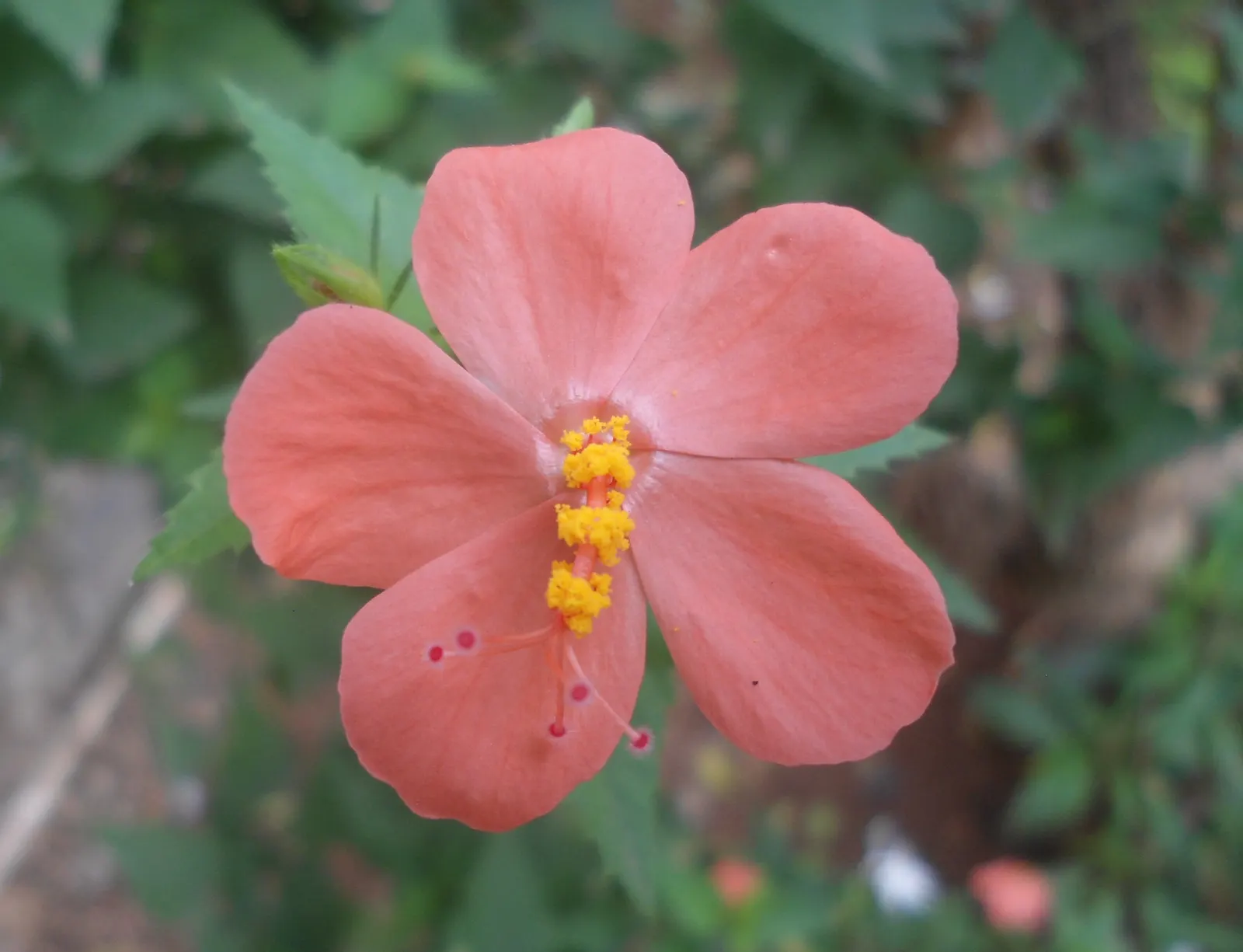 Red Mallow (Pavonia Missionum) — it blooms prolifically from late spring to early fall