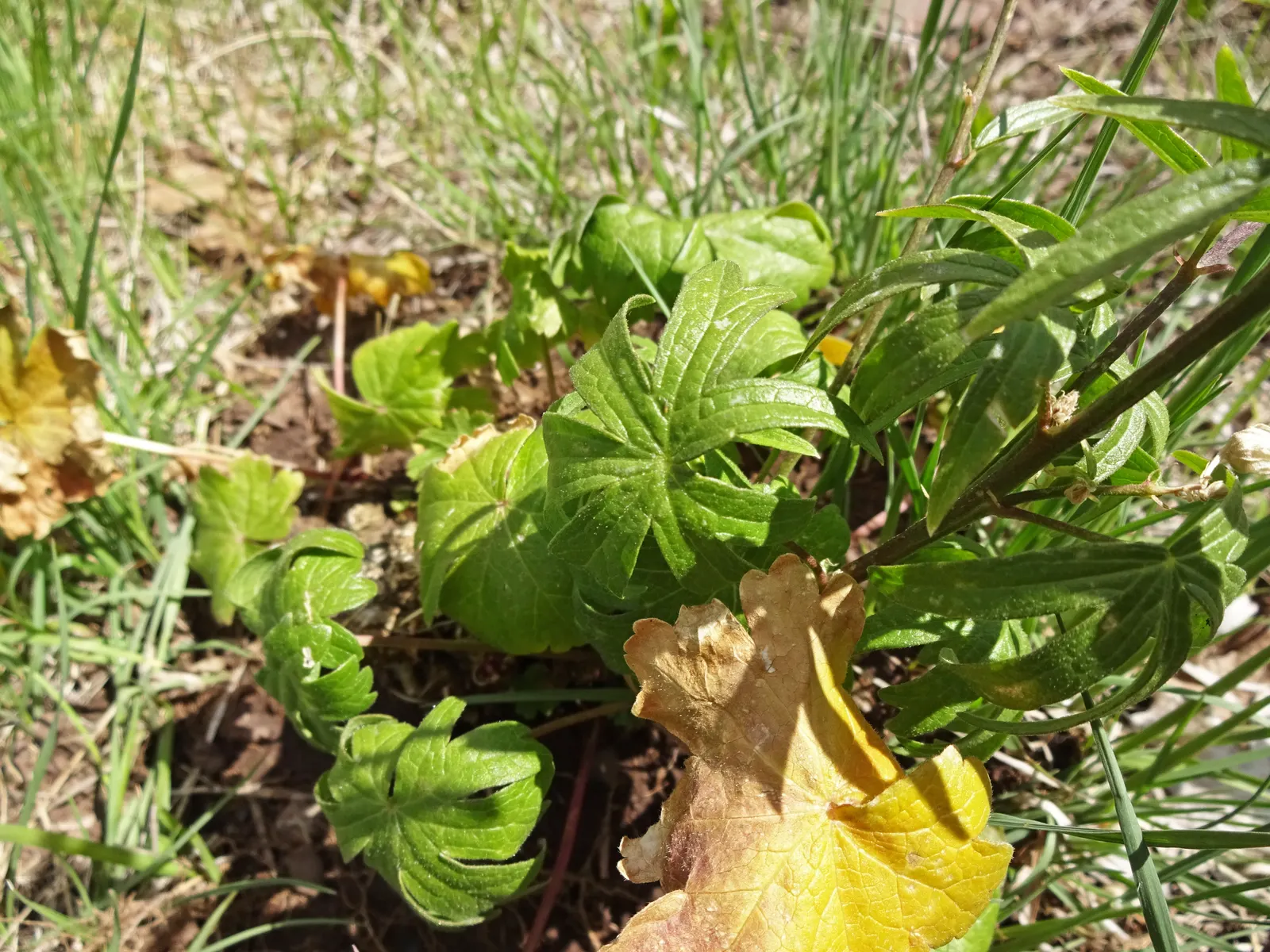 Red Mallow (Pavonia Missionum) — scientifically known as Pavonia missionum