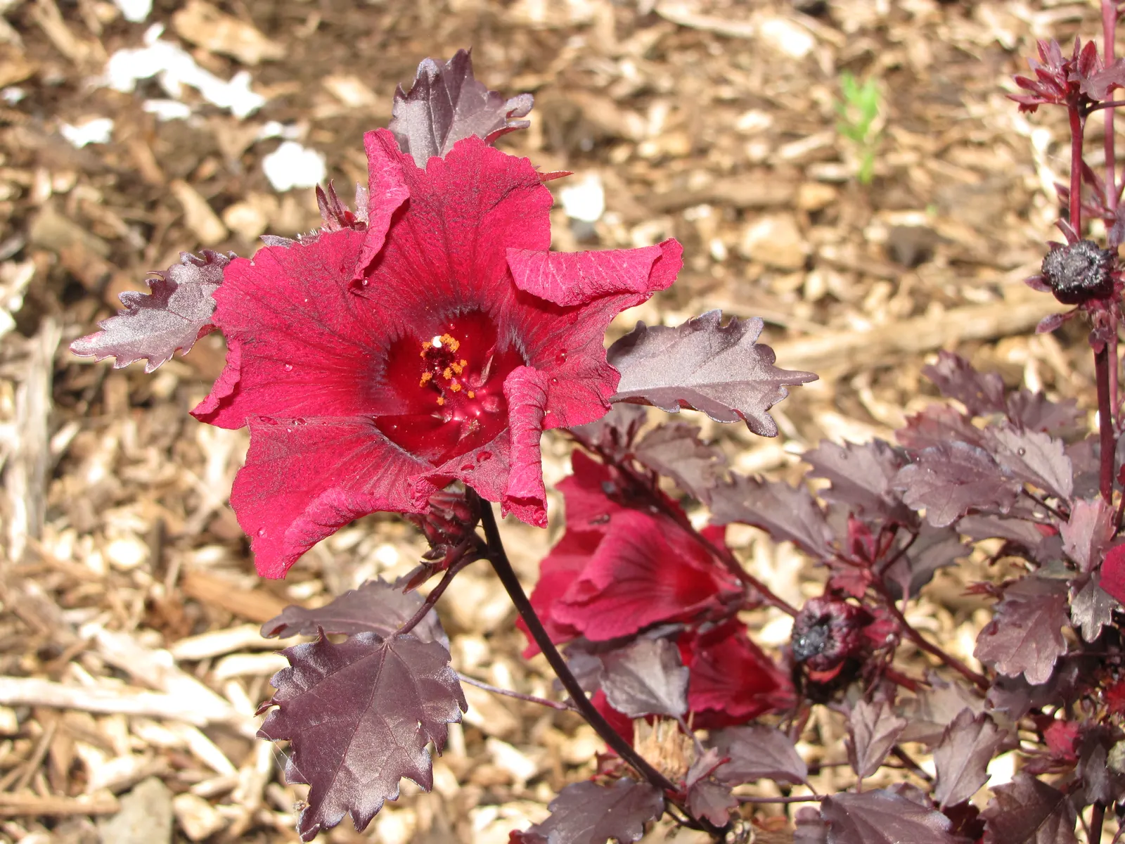 Red Mallow (Pavonia Missionum) — These eye-catching flowers; scientifically known as Pavonia missionum