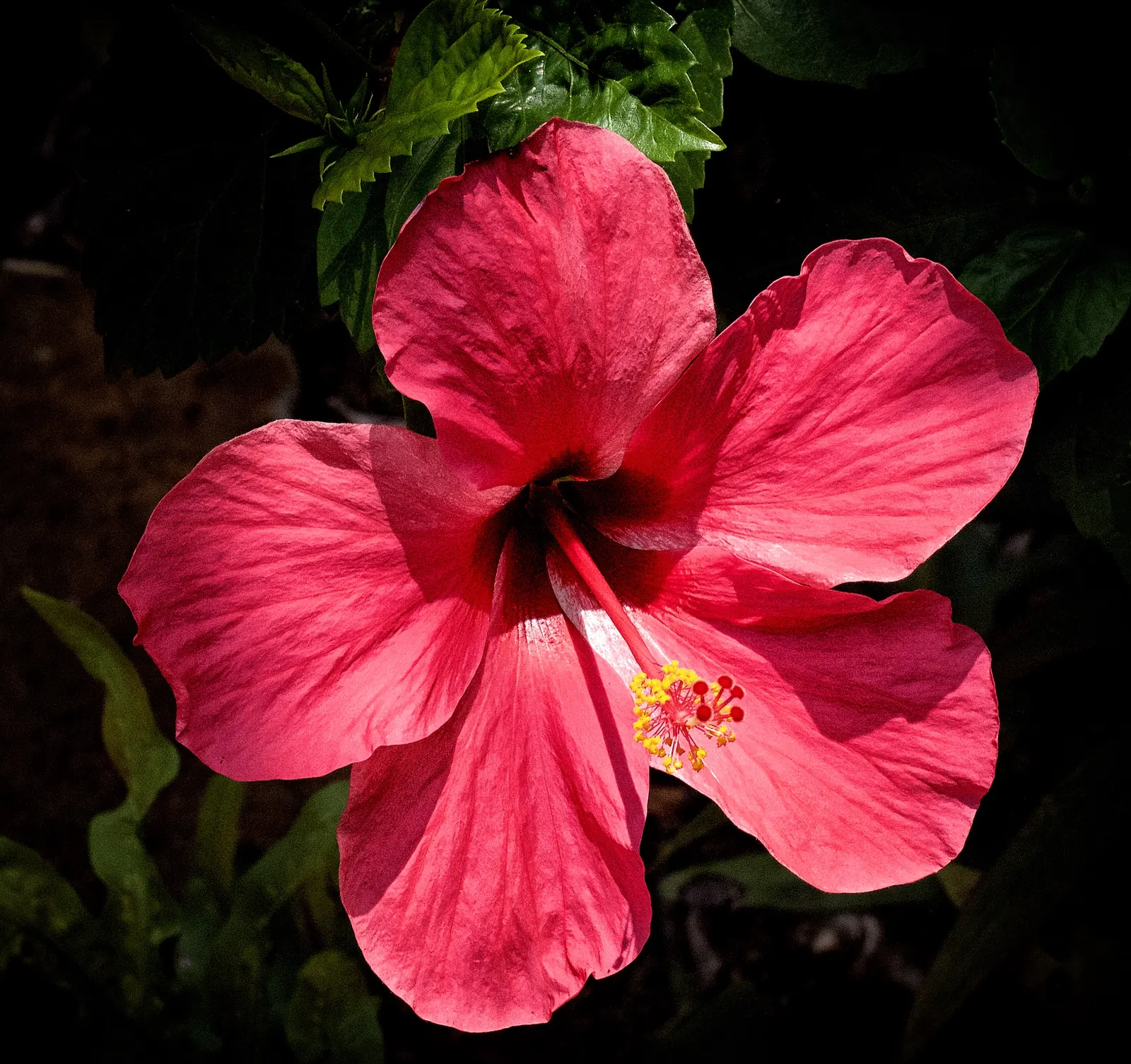 Red Mallow (Pavonia Missionum) — Red Mallow (Pavonia missionum) is a vibrant, herbaceous perennial that thrives in full sun to partial shade