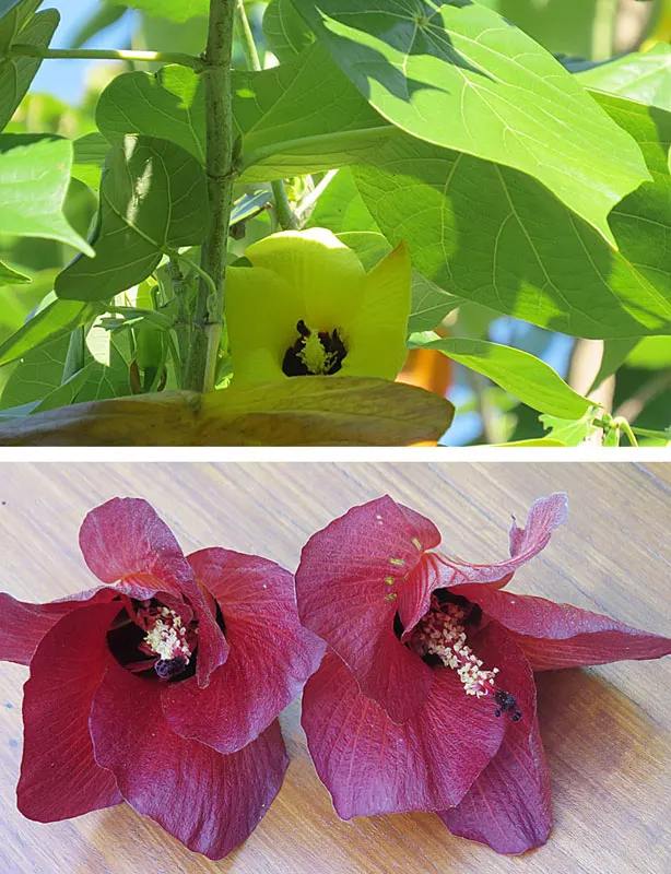 Red Mallow (Pavonia Missionum) — reminiscent of miniature hibiscuses, image 44