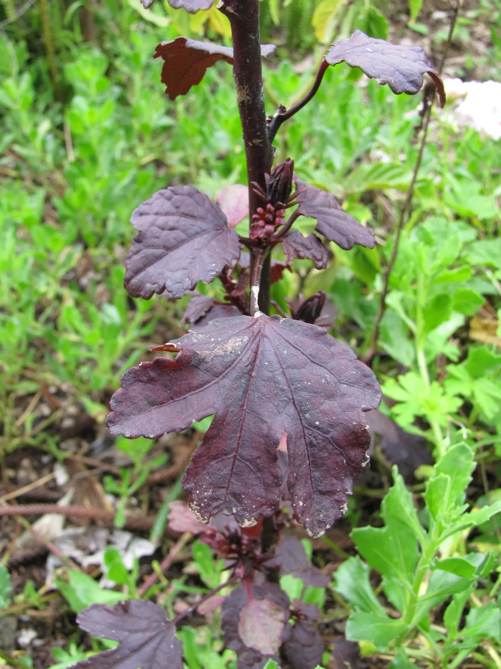 Red Mallow (Pavonia Missionum) — scientifically known as Pavonia missionum; or as a standalone specimen