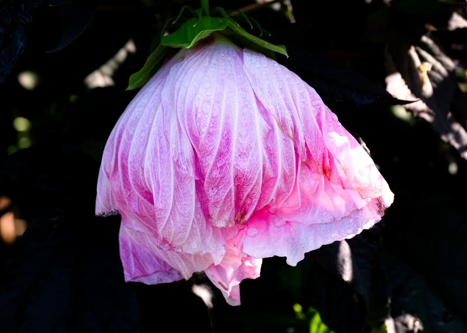 Red Mallow (Pavonia Missionum) — its ability to attract hummingbirds and butterflies can add an extra layer of life and movement to your garden