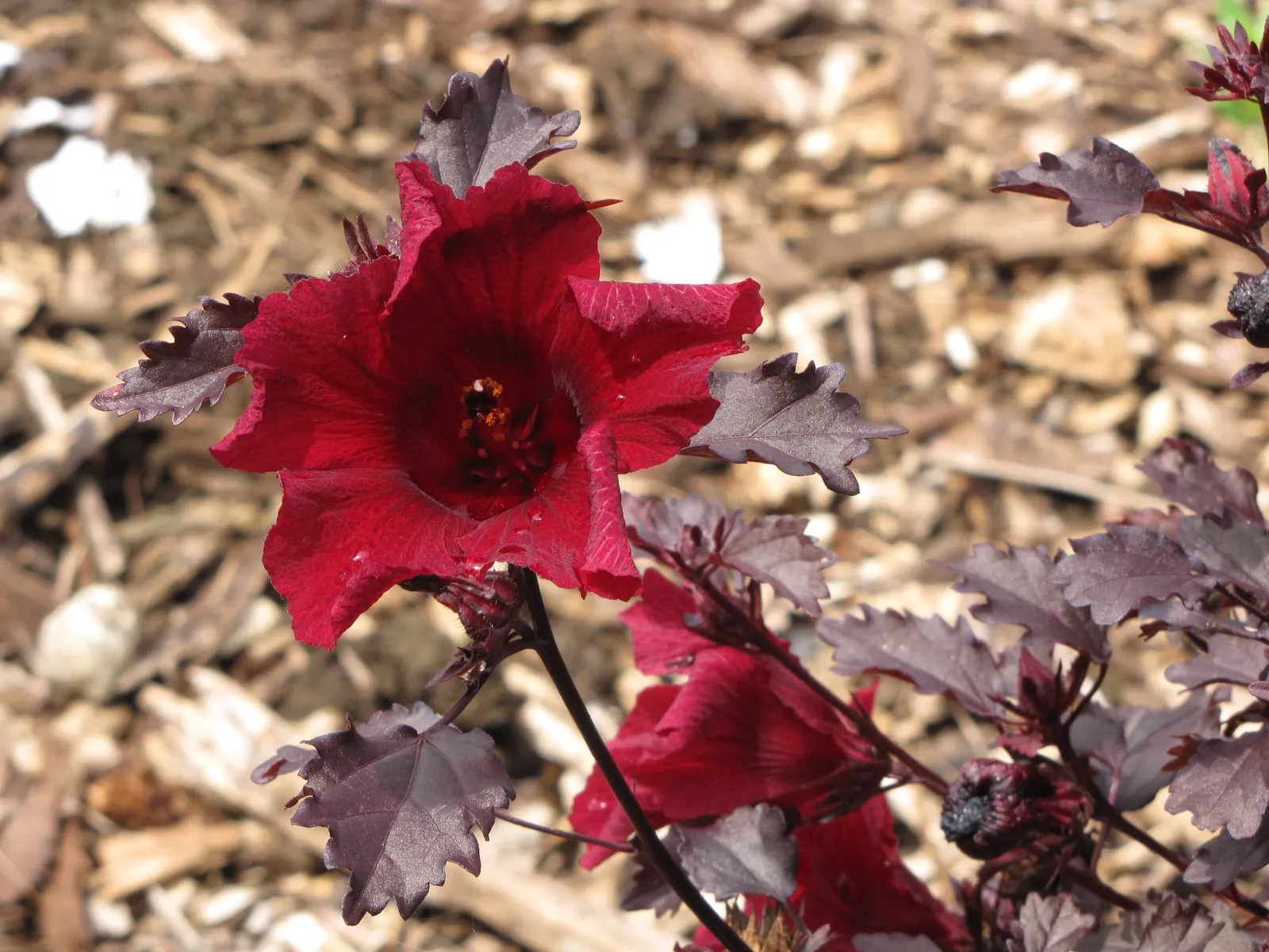Red Mallow (Pavonia Missionum) — Ideal for attracting pollinators; its ability to attract hummingbirds and butterflies can add an extra layer of life and