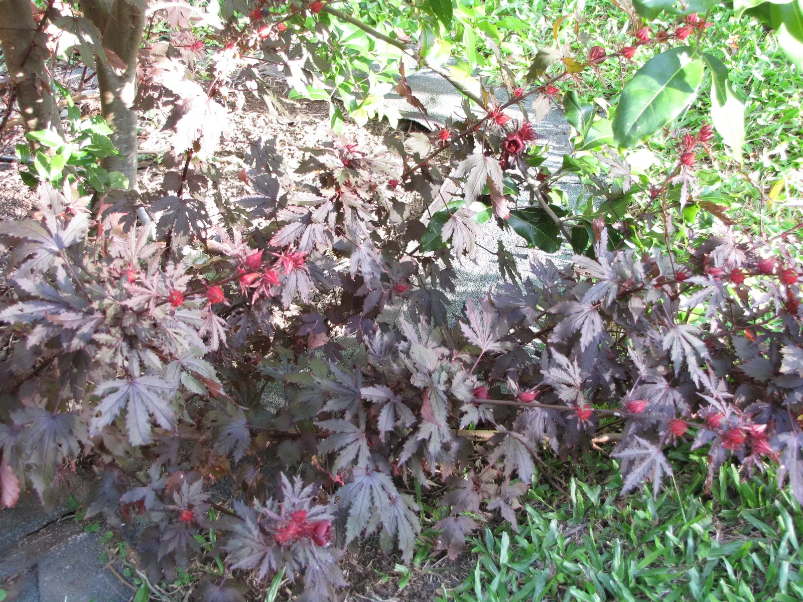 Red Mallow (Pavonia Missionum) — Regular pruning can encourage bushier growth and enhance the plant's ornamental appeal.<br><br>For the client