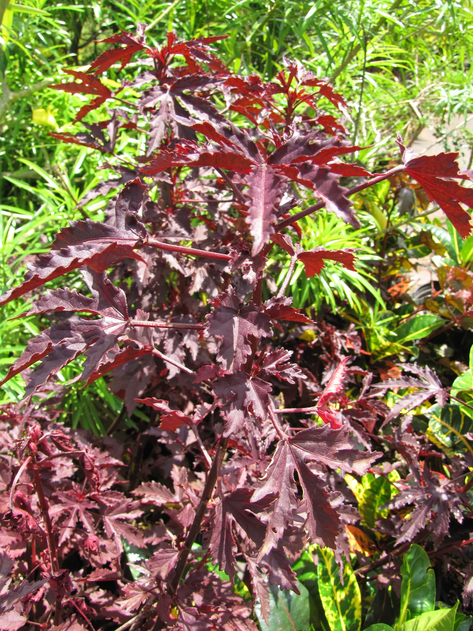 Red Mallow (Pavonia Missionum) — offering a long-lasting display of color