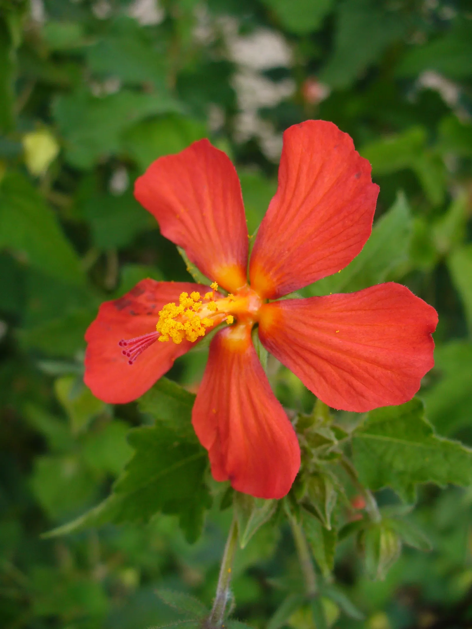 Red Mallow (Pavonia Missionum) — It requires well-draining soil and moderate watering