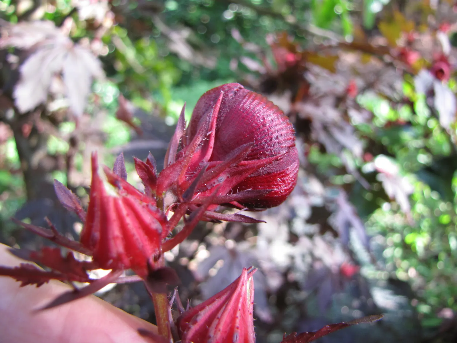 Red Mallow (Pavonia Missionum) — bloom profusely from early summer until the first frost; consistent watering during prolonged dry spells will ensure the best